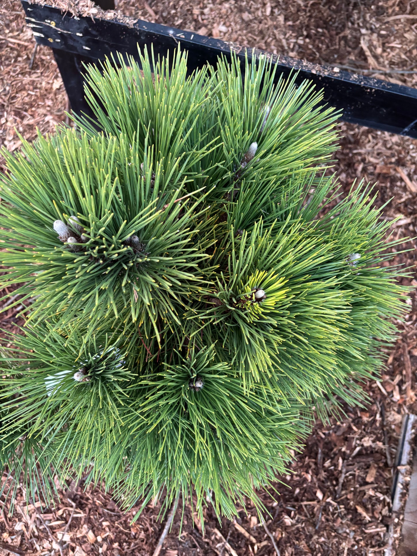 Pinus thunbergii ‘Thunderhead’