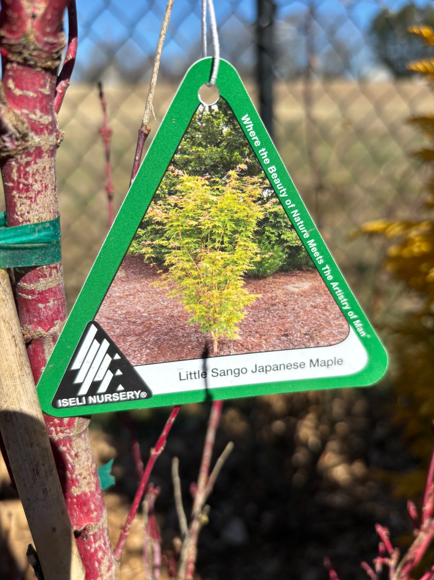 Acer palmatum 'Little Sango'