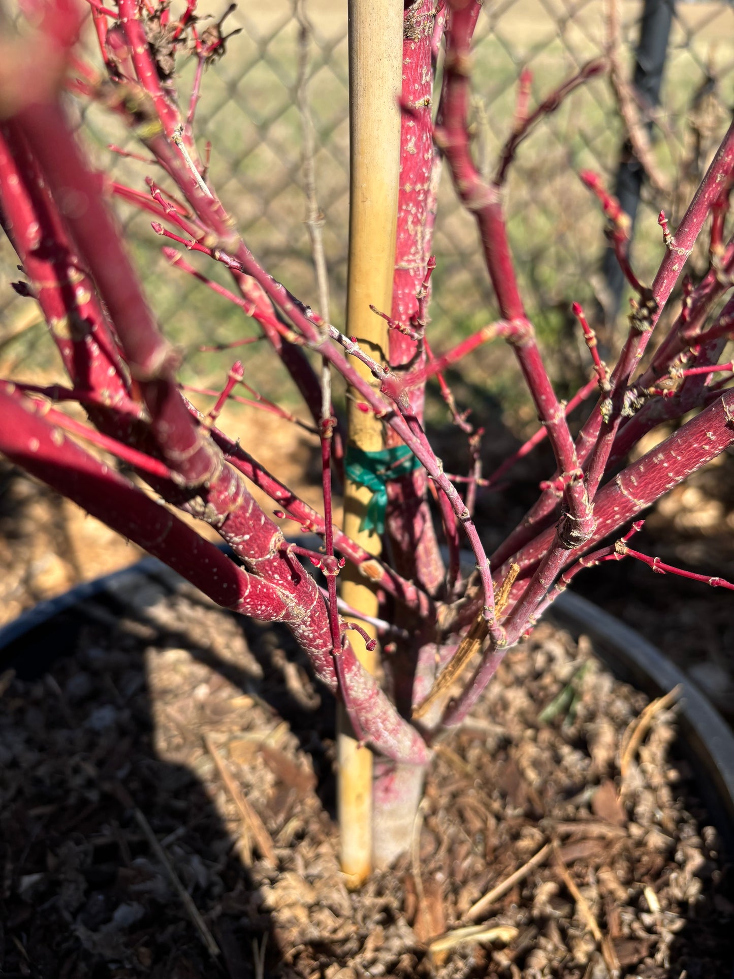 Acer palmatum 'Little Sango'