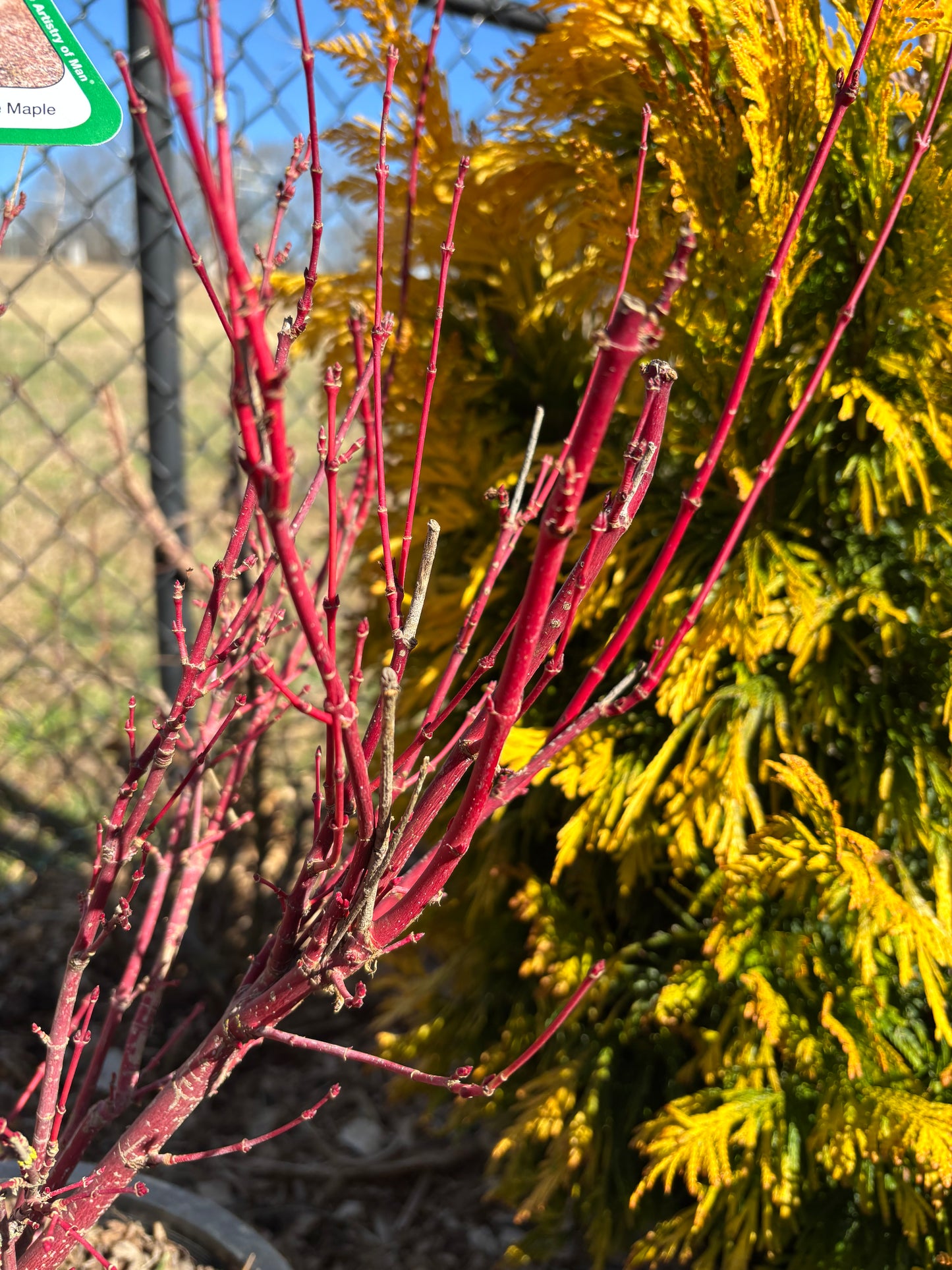 Acer palmatum 'Little Sango'