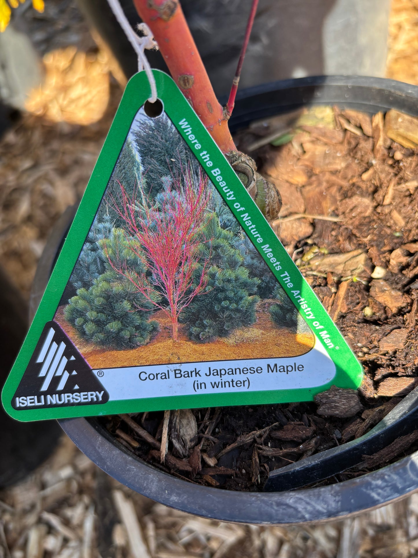 Acer palmatum 'Sango kaku'