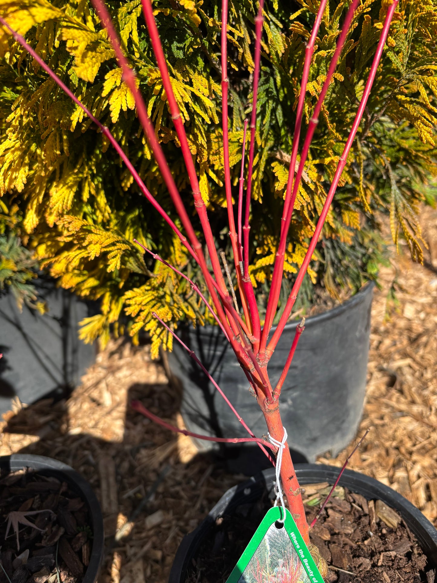 Acer palmatum 'Sango kaku'