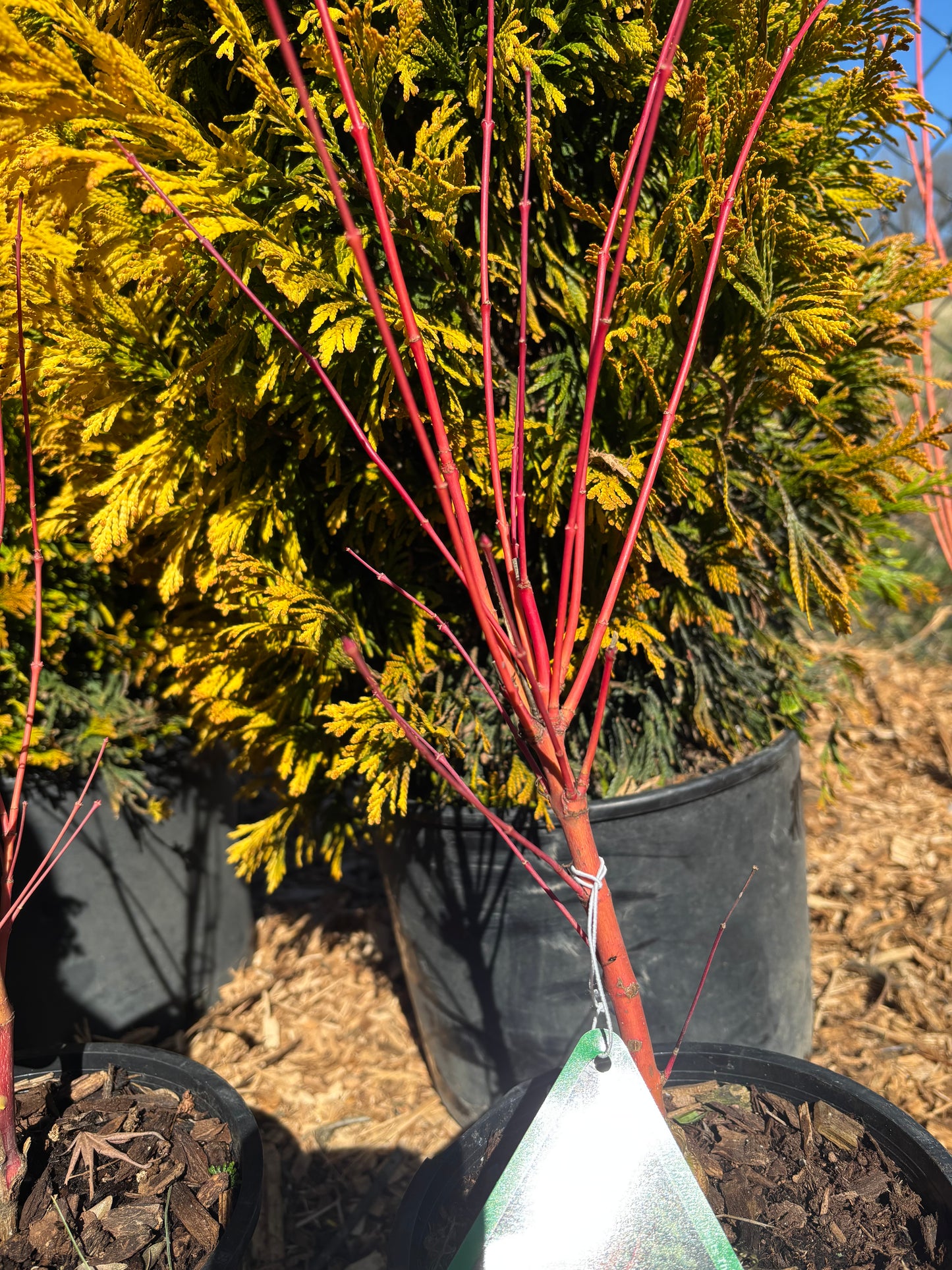 Acer palmatum 'Sango kaku'