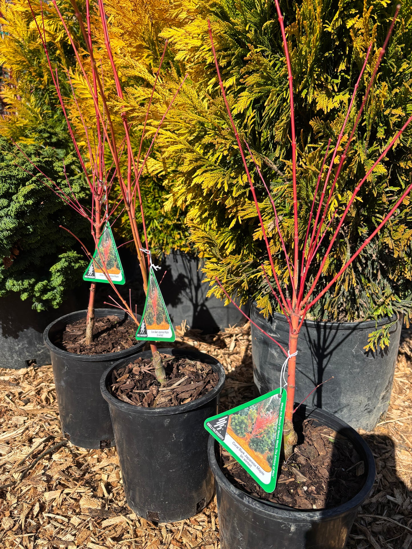 Acer palmatum 'Sango kaku'