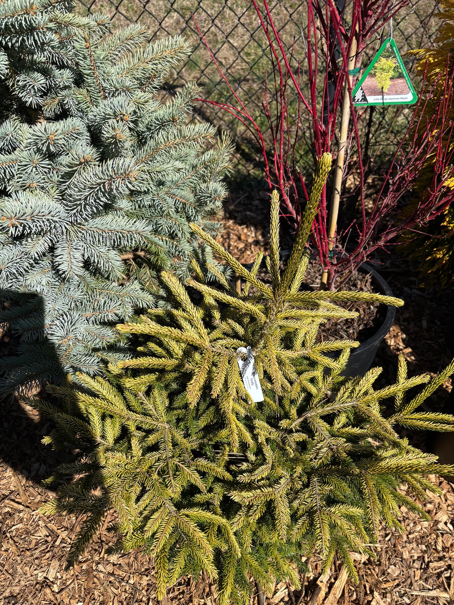 Picea orientalis ‘Firefly’