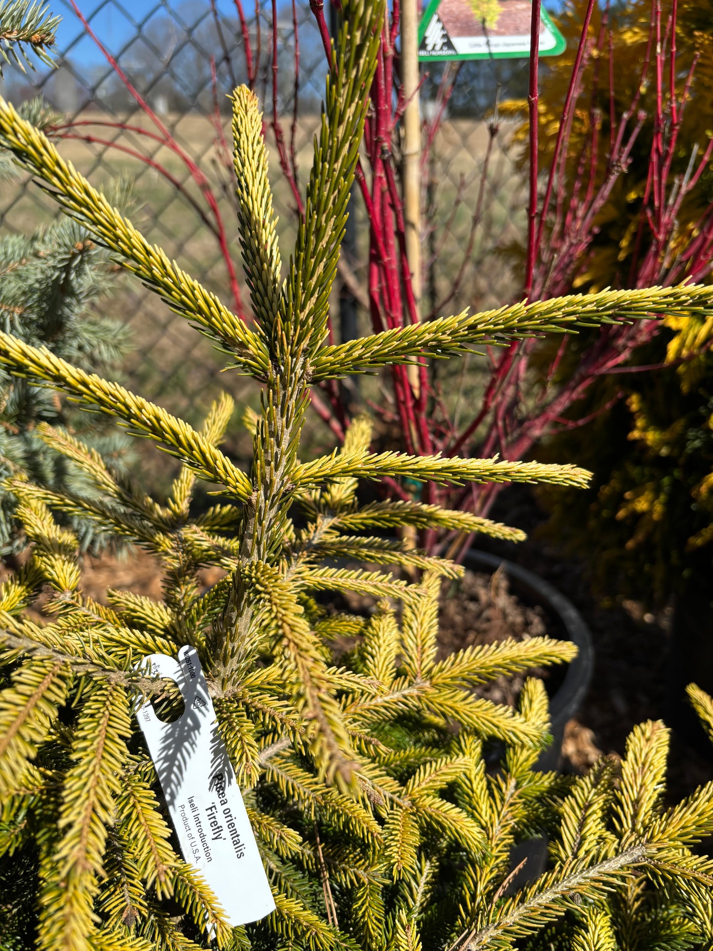 Picea orientalis ‘Firefly’