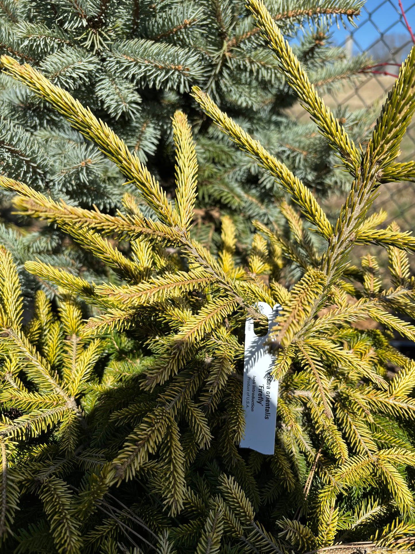 Picea orientalis ‘Firefly’