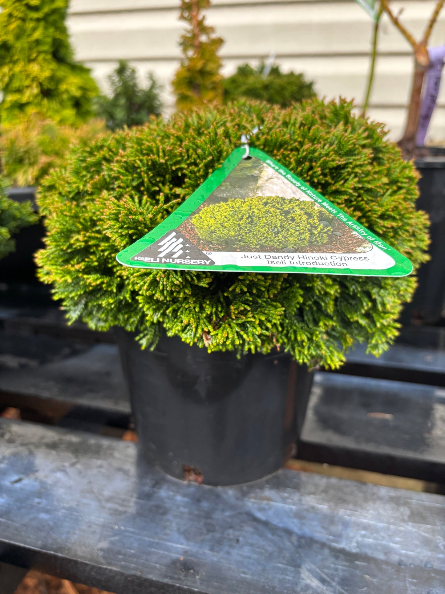 Chamaecyparis obtusa ‘Just Dandy’