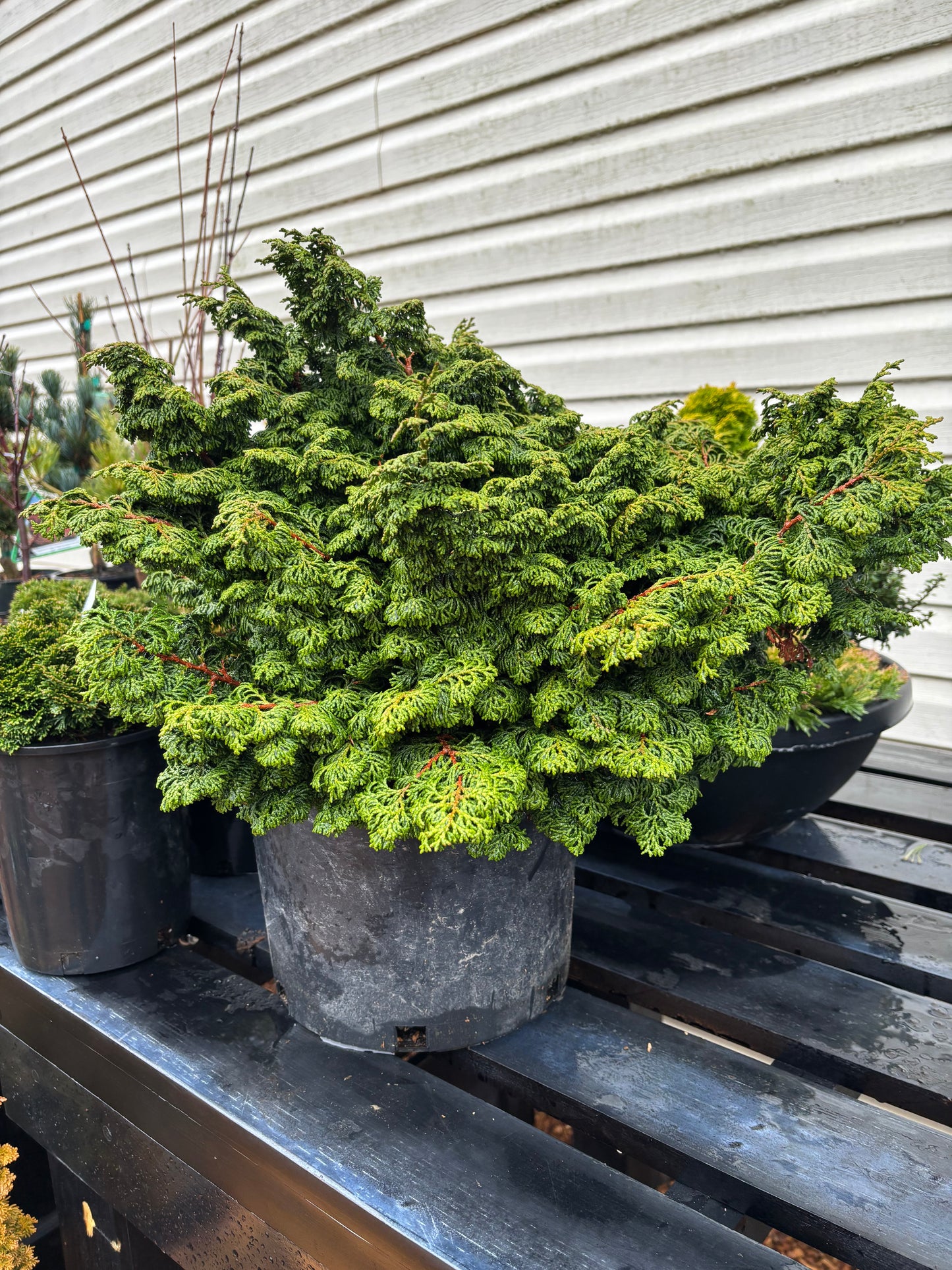 Chamaecyparis obtusa ‘Little John’