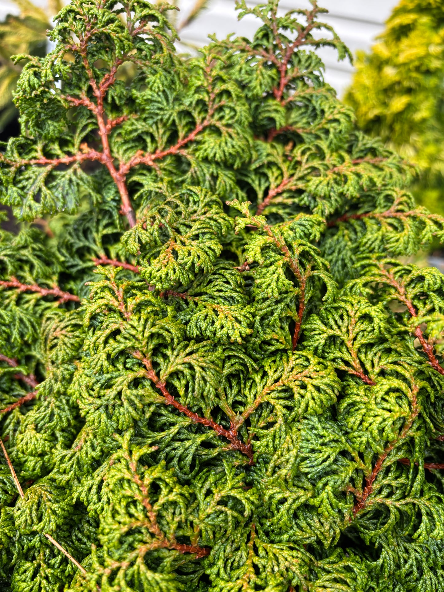 Chamaecyparis obtusa ‘Little John’