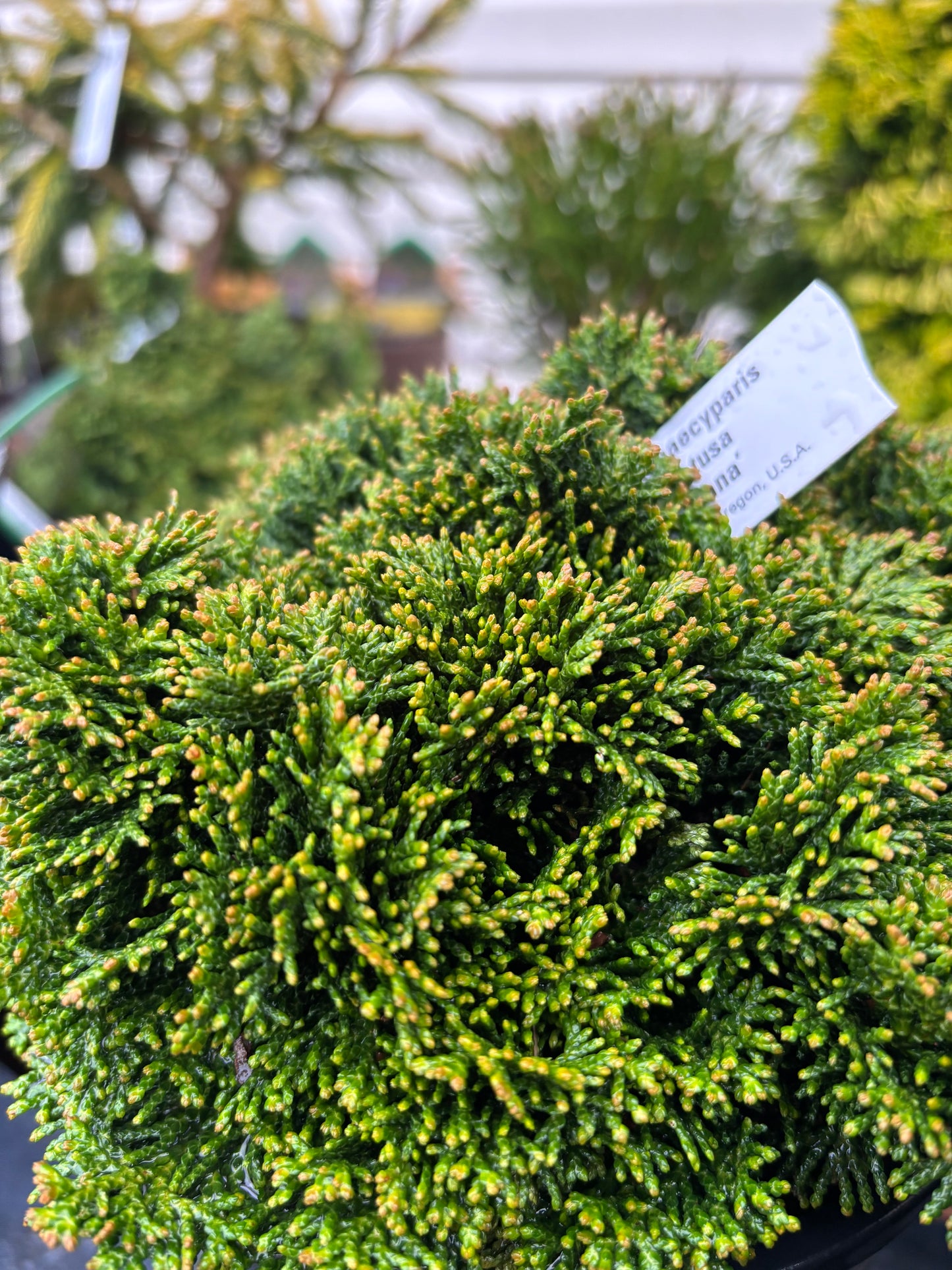Chamaecyparis obtusa ‘Nana’