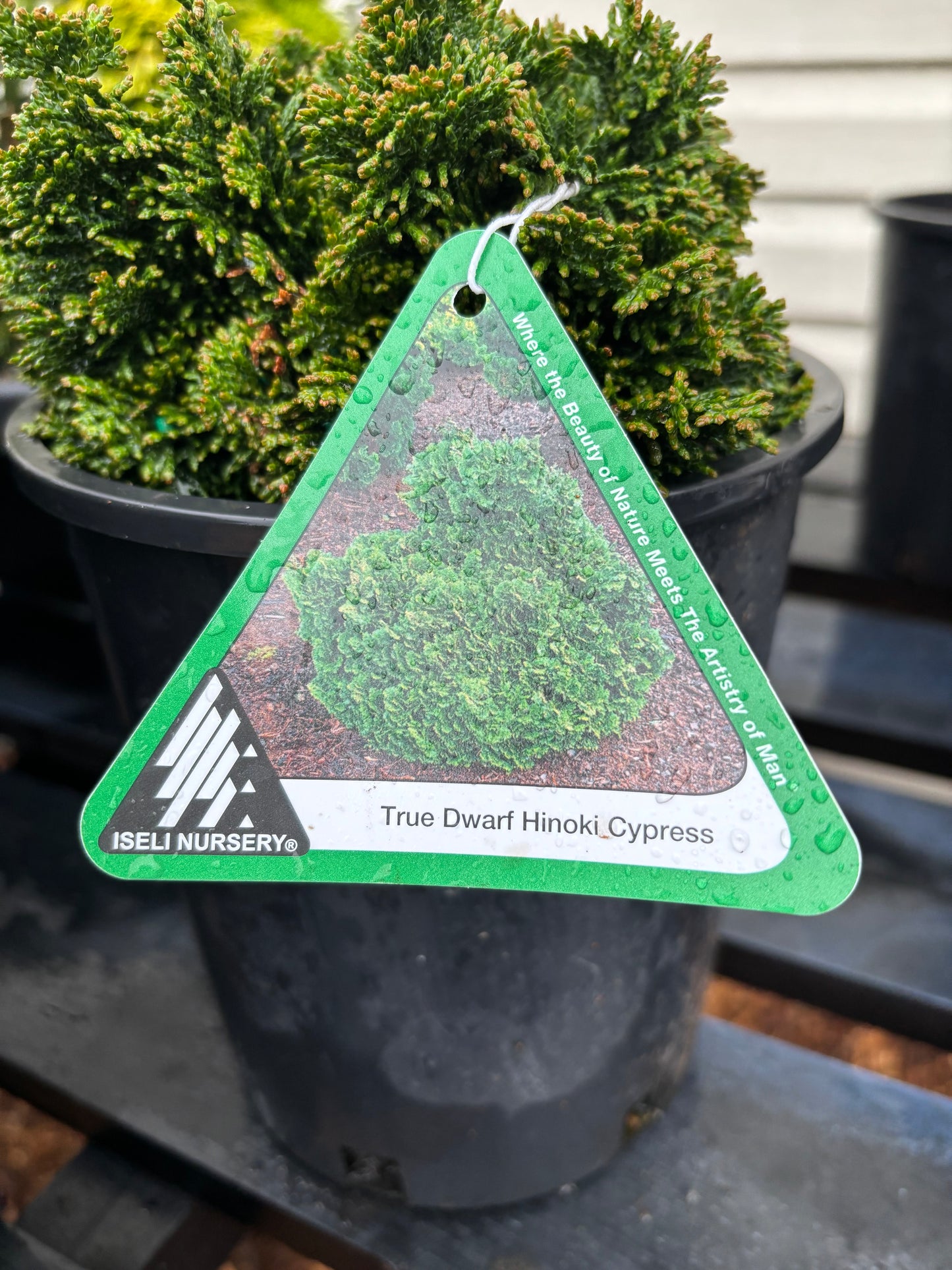Chamaecyparis obtusa ‘Nana’
