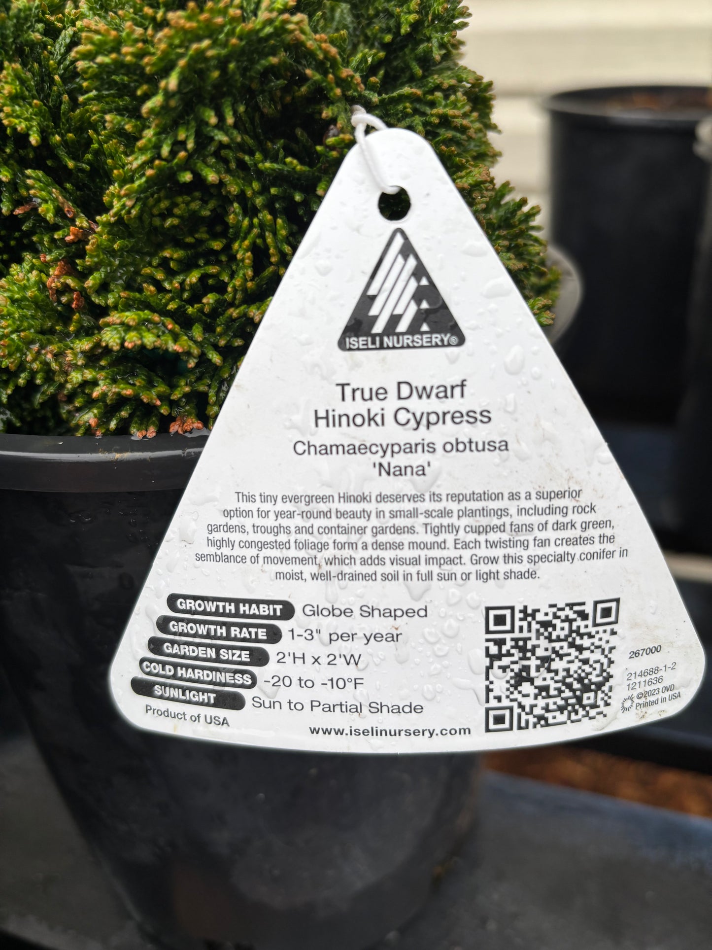 Chamaecyparis obtusa ‘Nana’