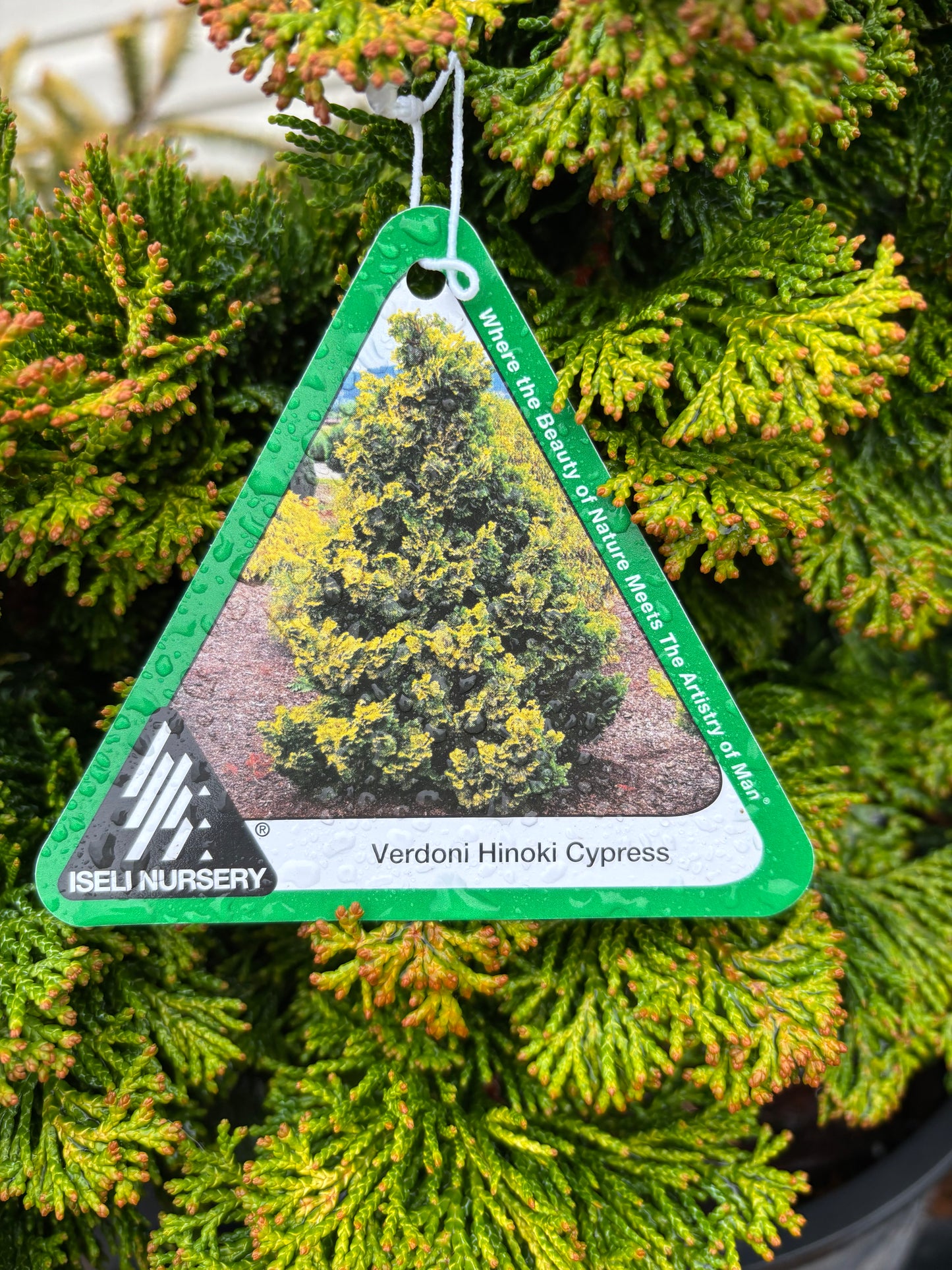 Chamaecyparis obtusa ‘Verdoni’