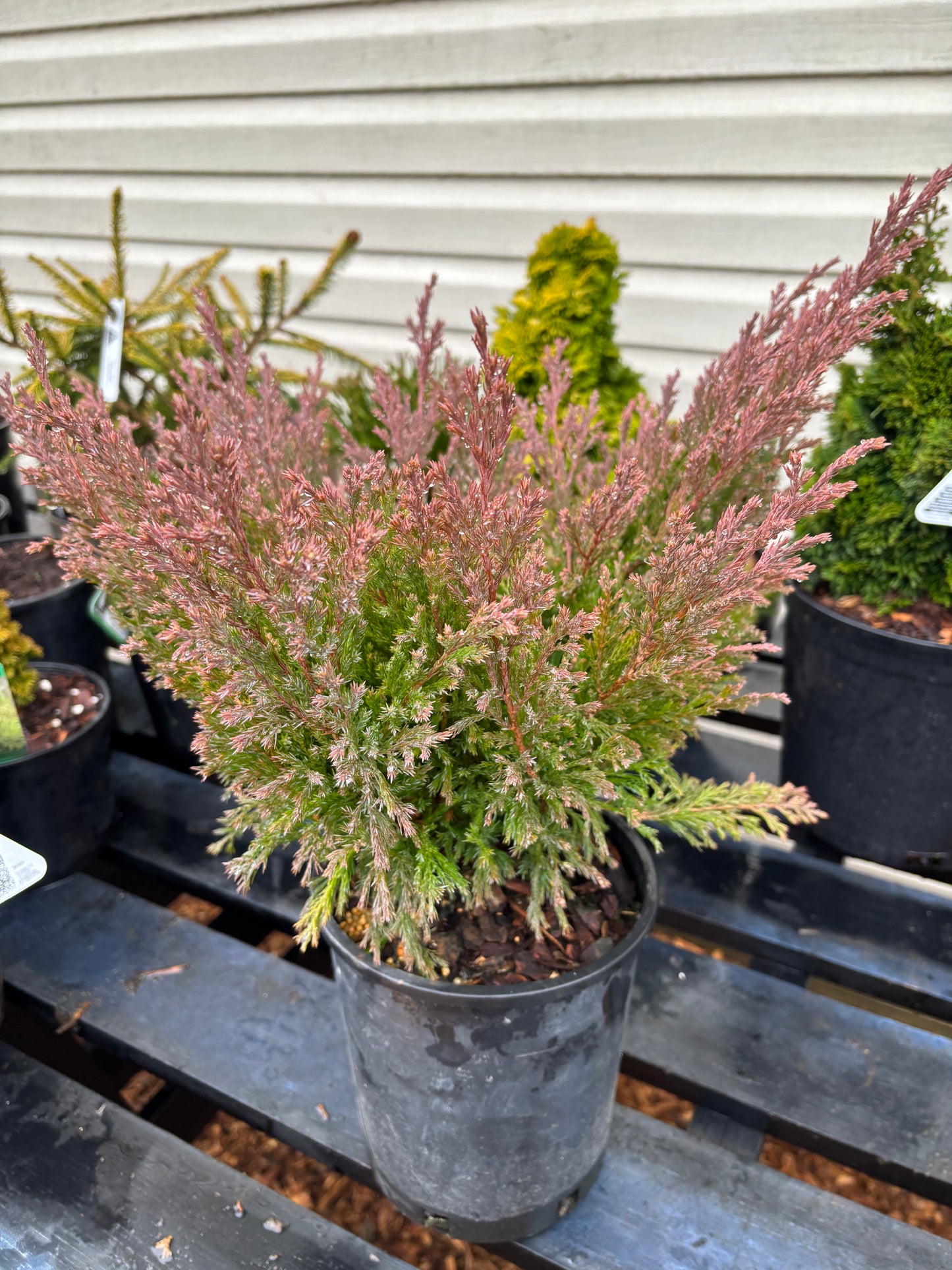 Juniperus horizontalis Limeglow™