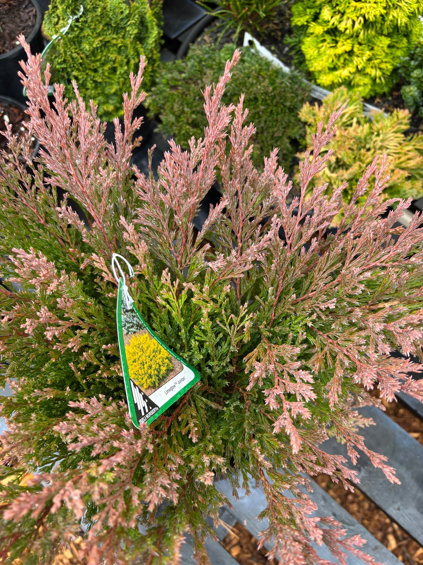 Juniperus horizontalis Limeglow™