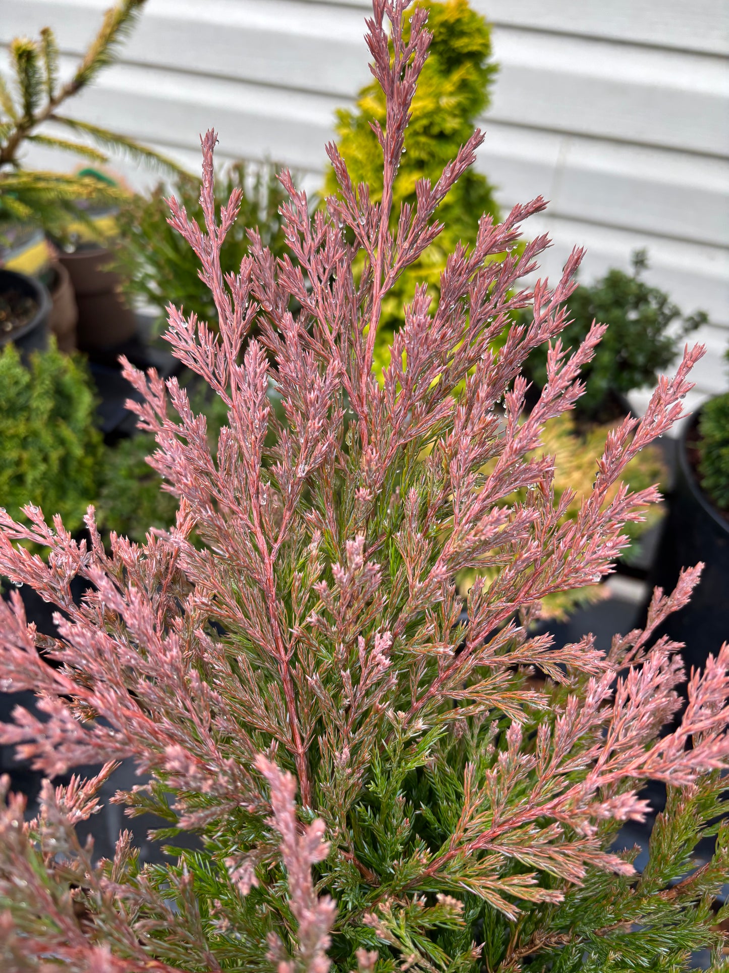 Juniperus horizontalis Limeglow™
