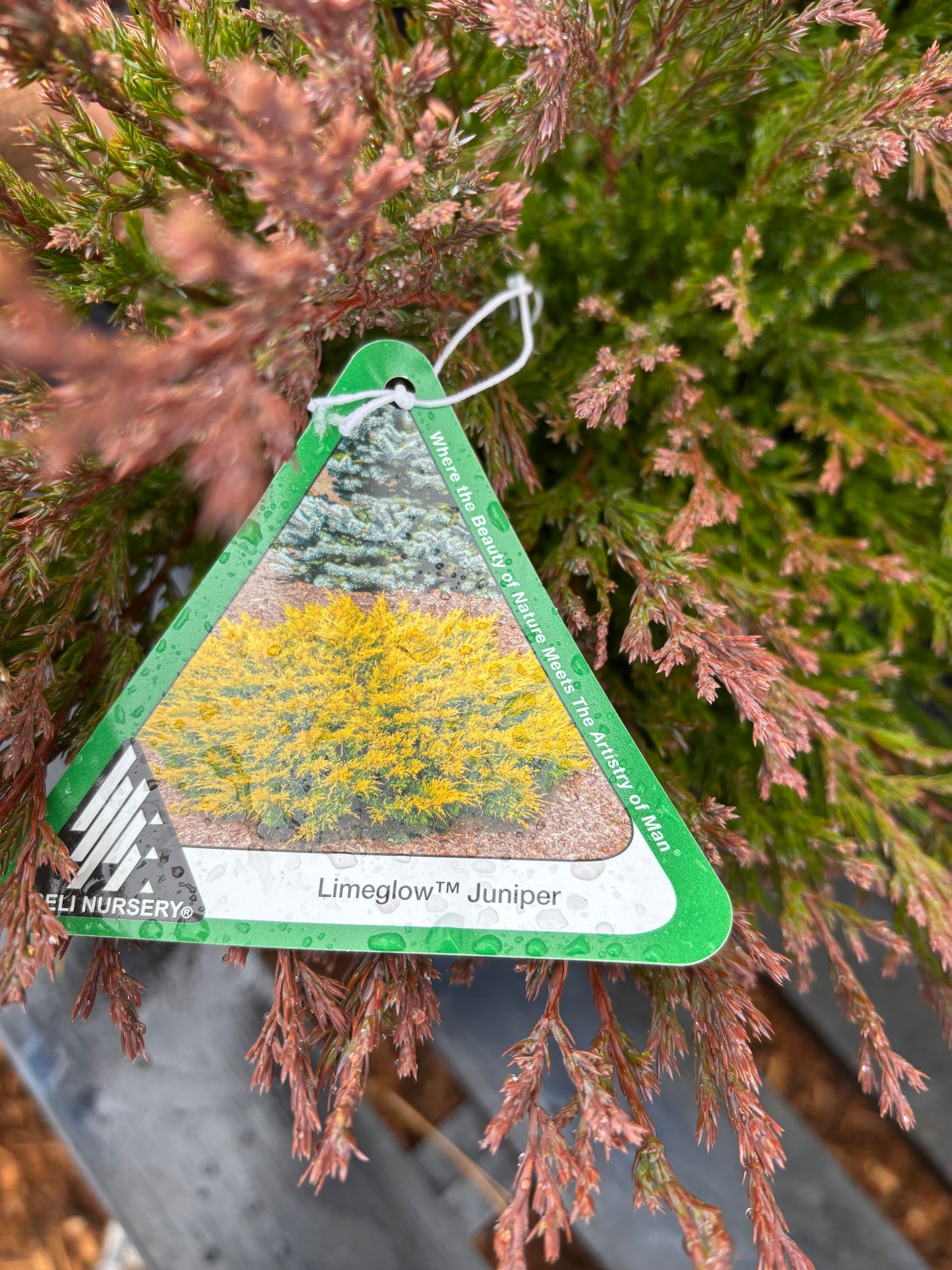 Juniperus horizontalis Limeglow™
