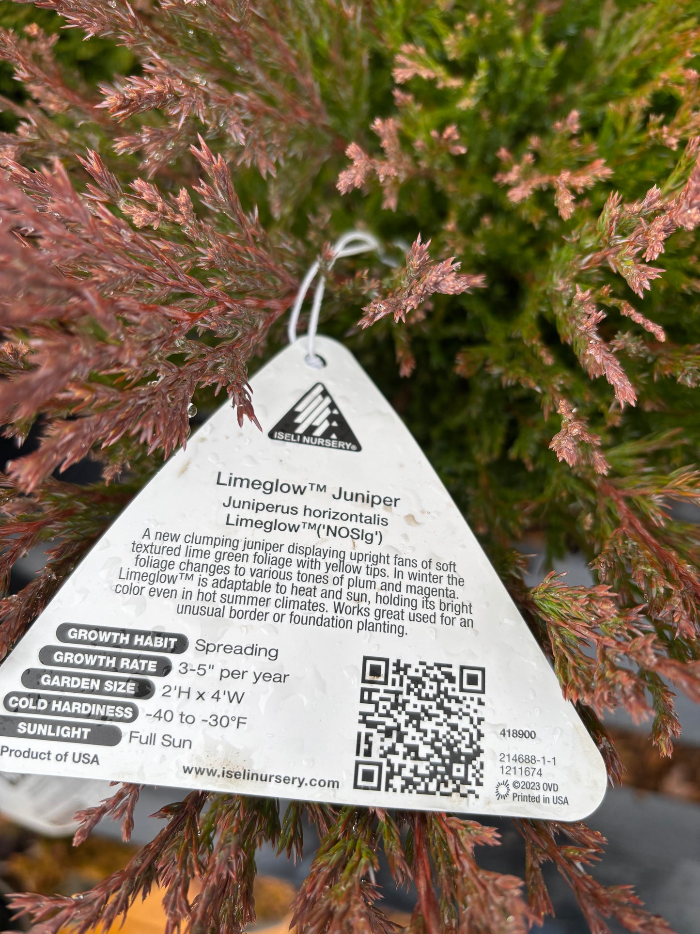 Juniperus horizontalis Limeglow™