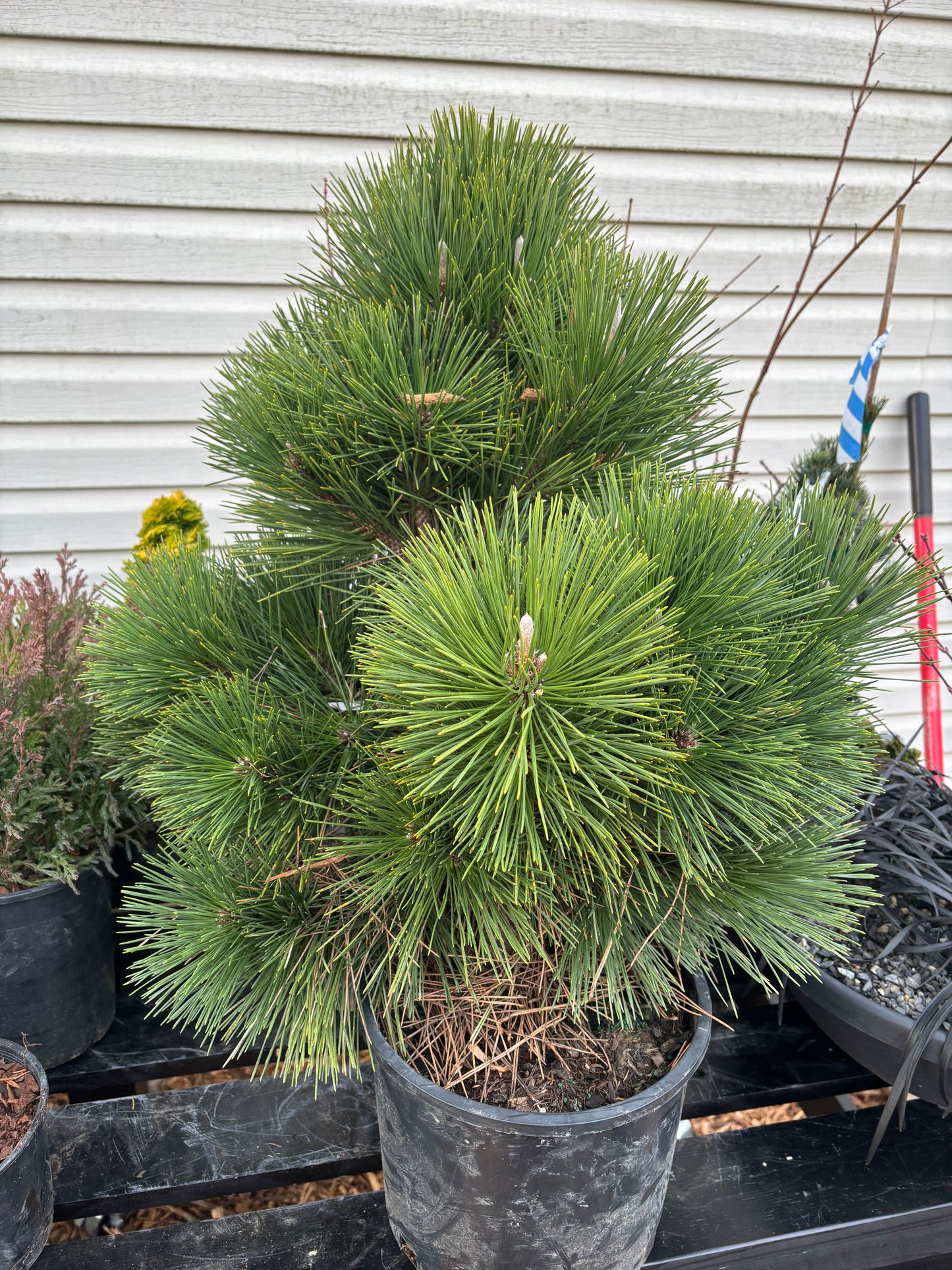 Pinus thunbergii ‘Thunderhead’
