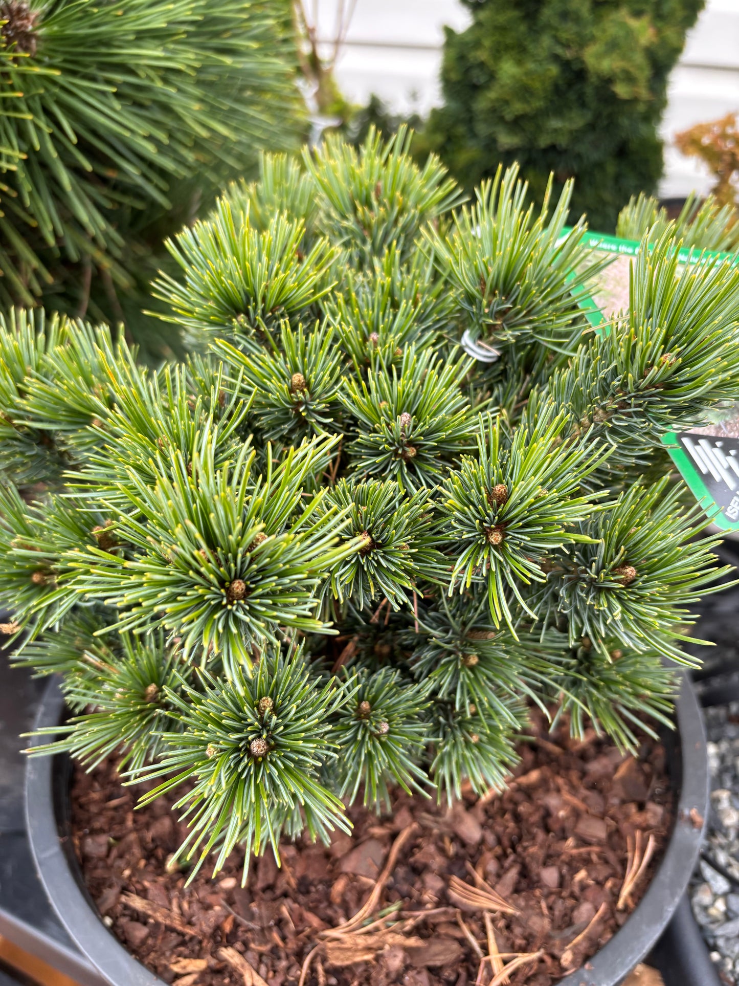 Pinus parviflora ‘Catherine Elizabeth’