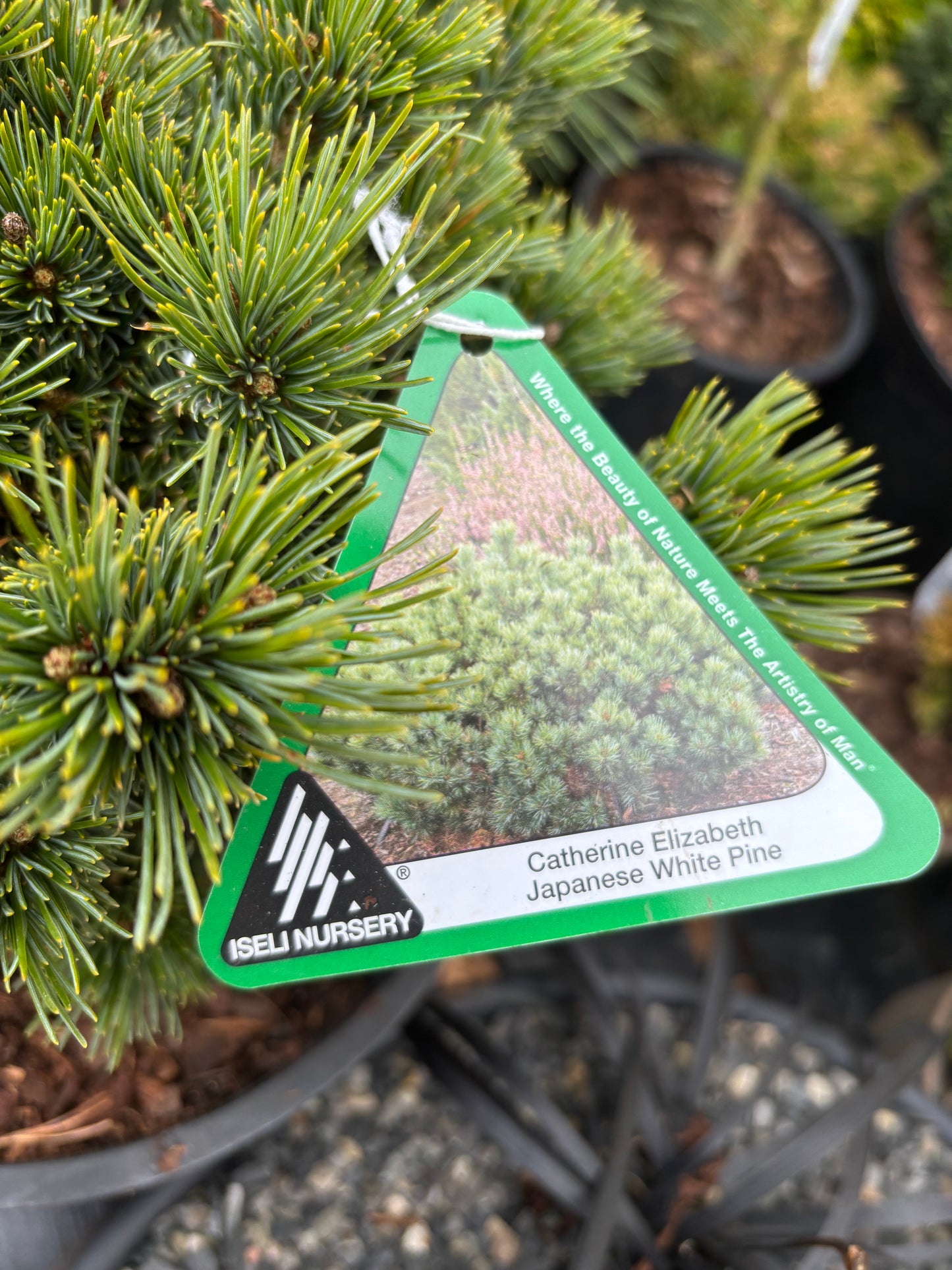 Pinus parviflora ‘Catherine Elizabeth’