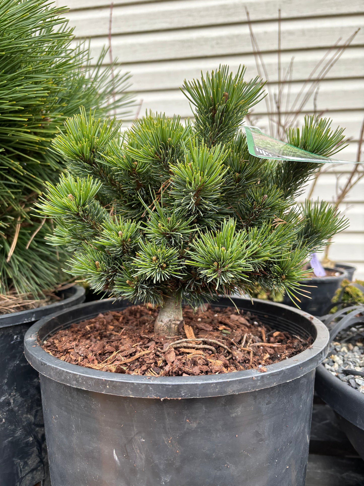 Pinus parviflora ‘Catherine Elizabeth’