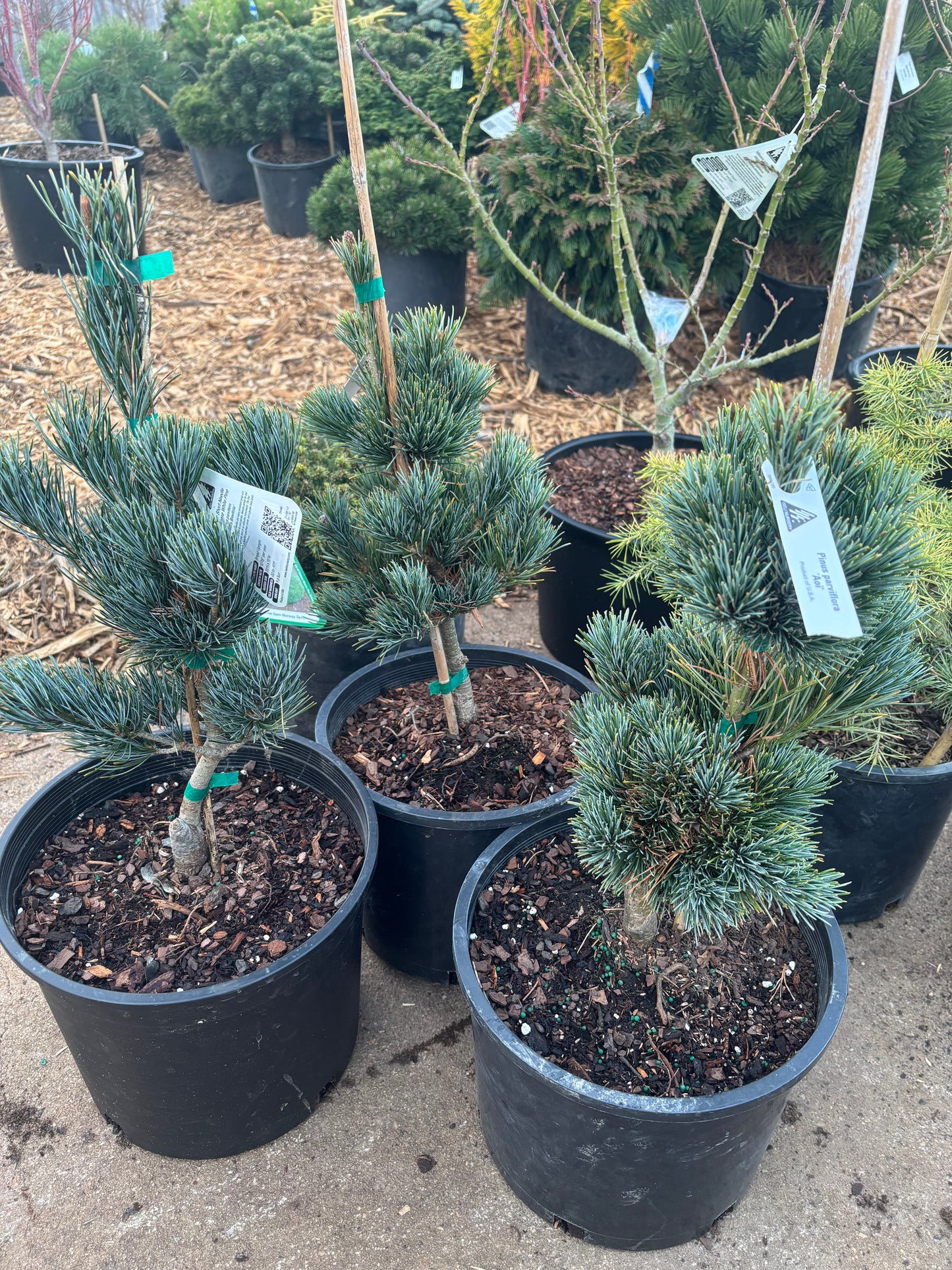 Pinus parviflora ‘Aoi’