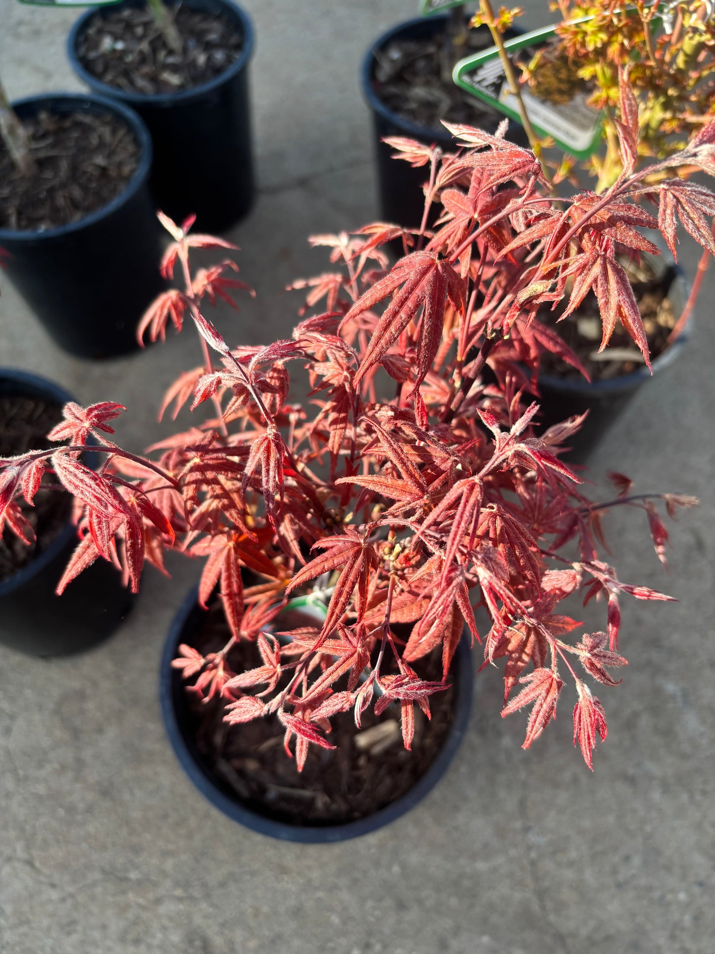 Acer palmatum 'Rhode Island Red'
