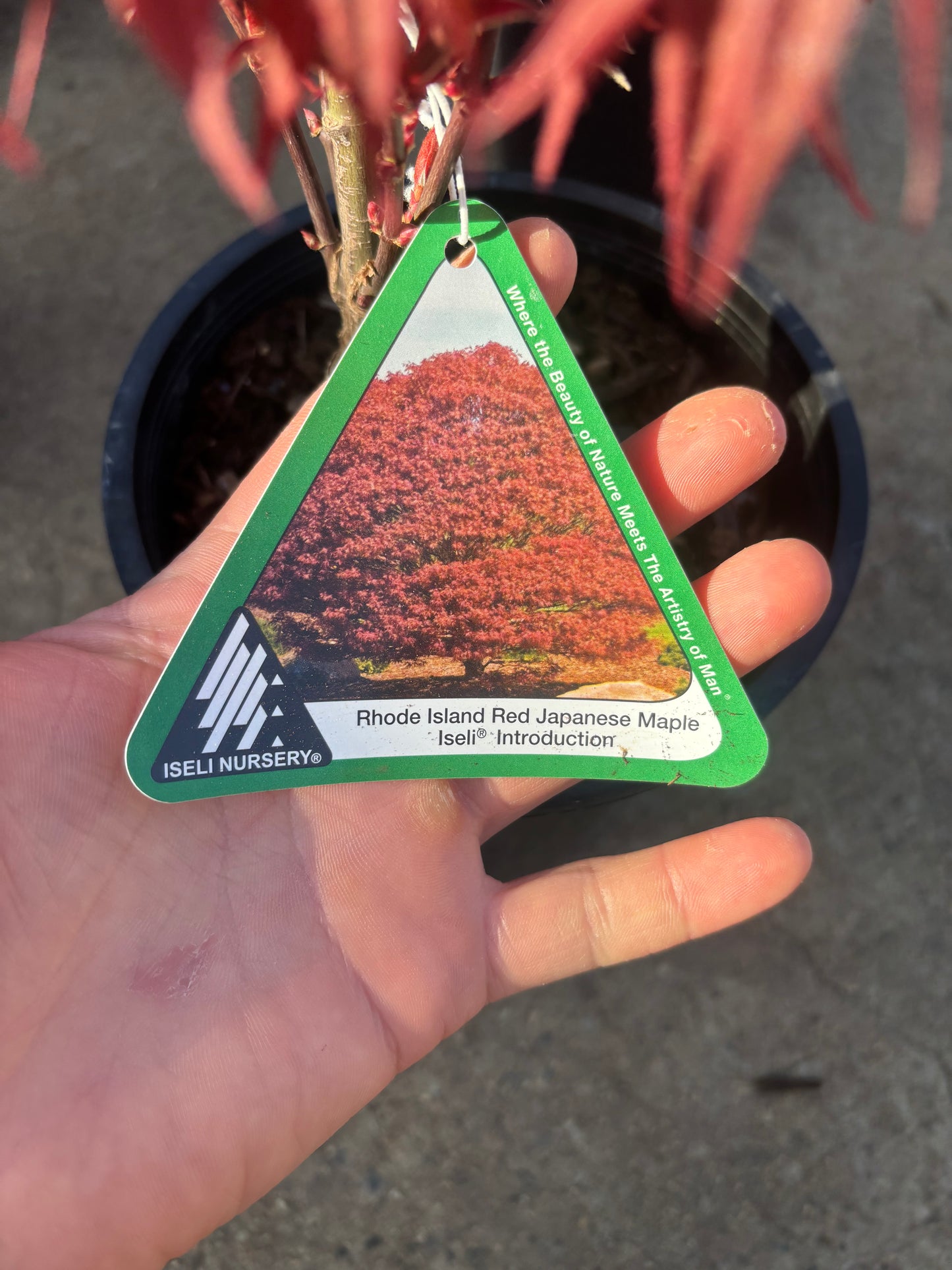 Acer palmatum 'Rhode Island Red'