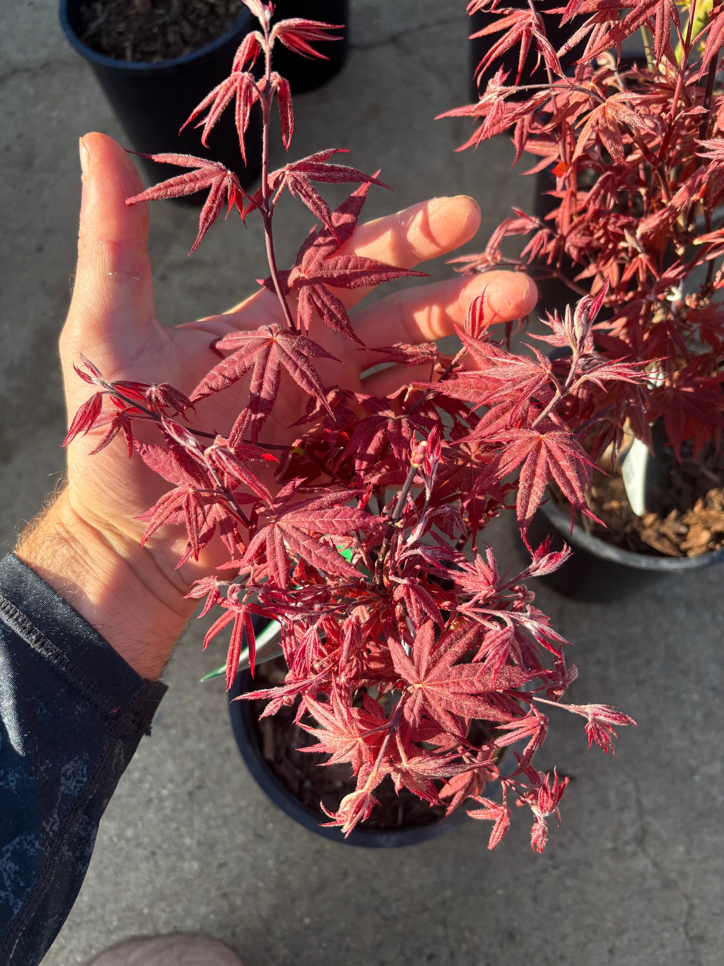 Acer palmatum 'Rhode Island Red'