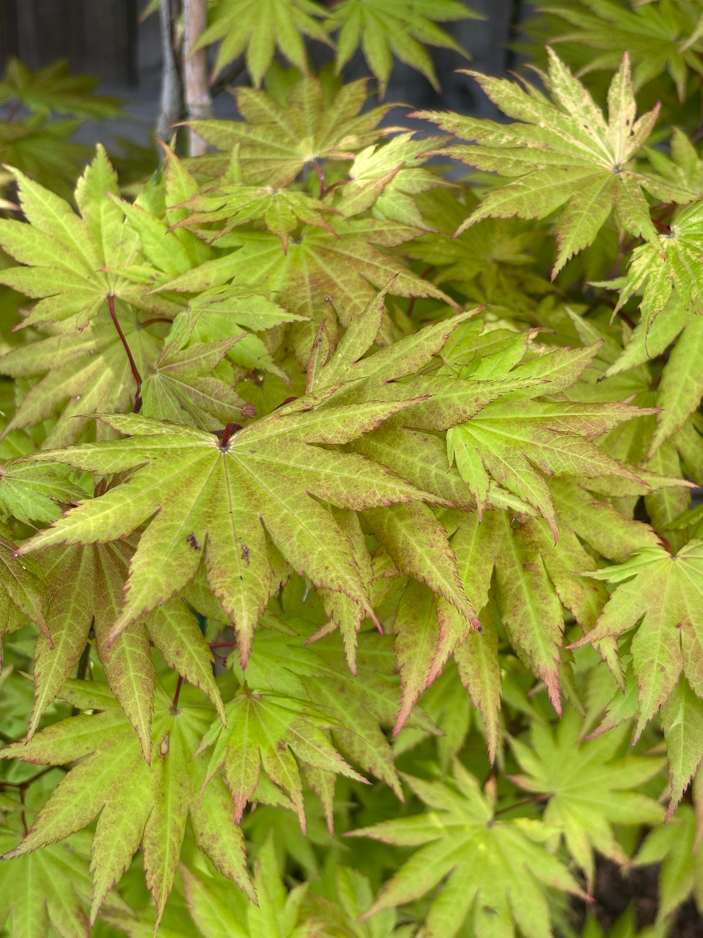 Acer shirasawanum 'Autumn Moon'