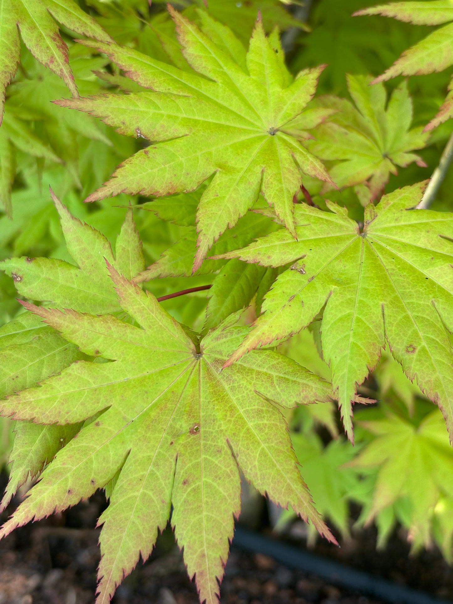 Acer shirasawanum 'Autumn Moon'