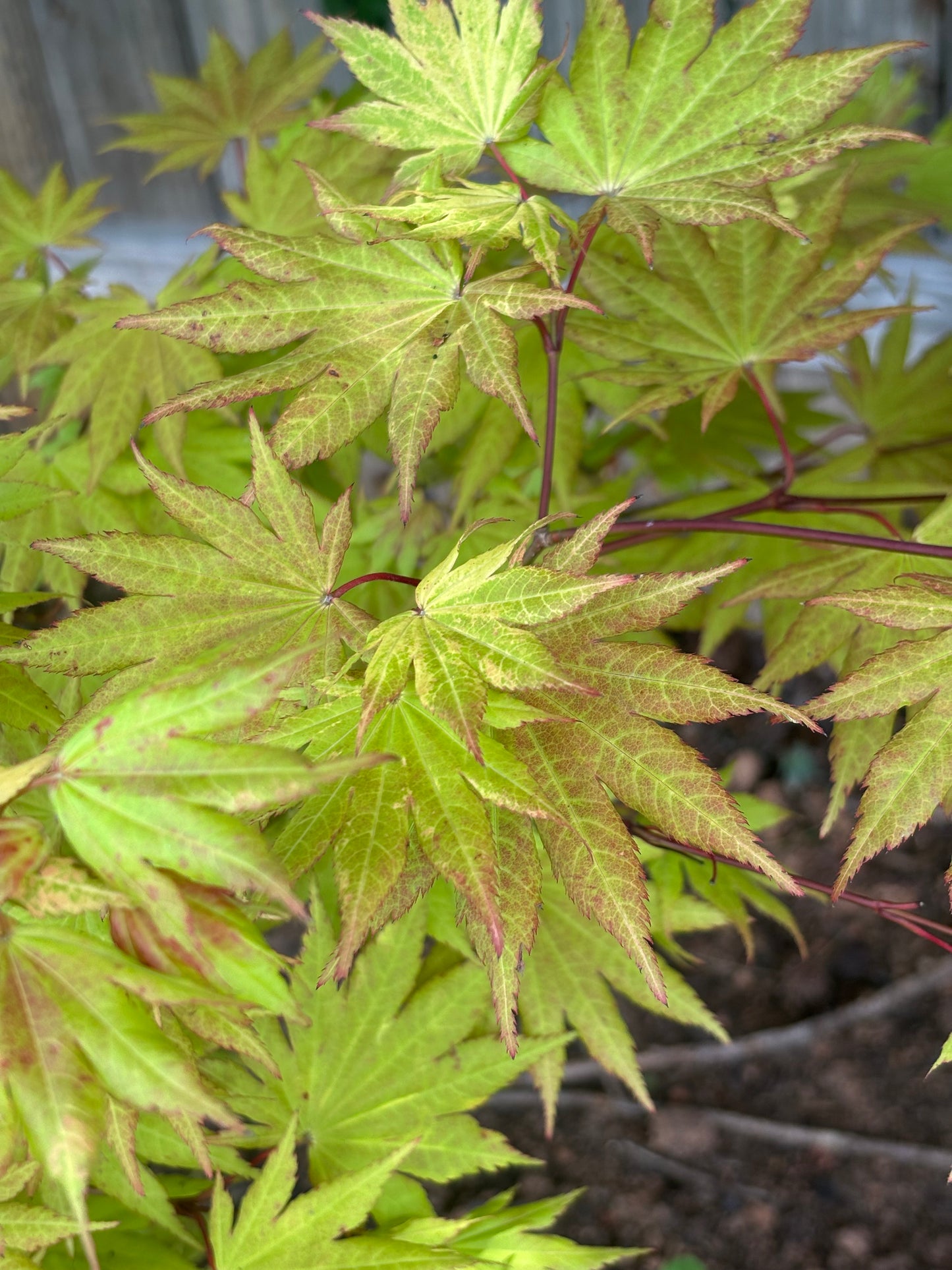 Acer shirasawanum 'Autumn Moon'