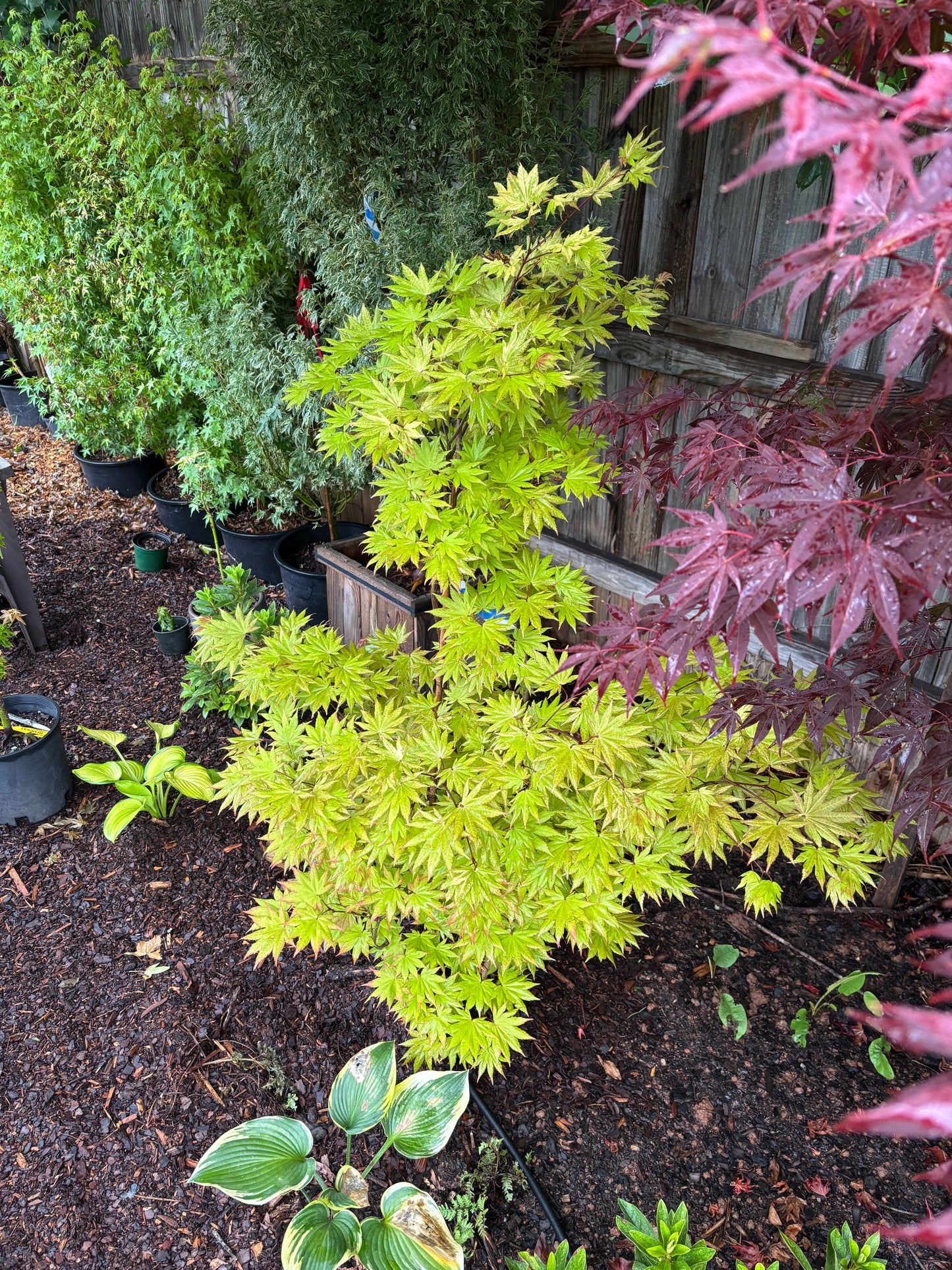 Acer shirasawanum 'Autumn Moon'