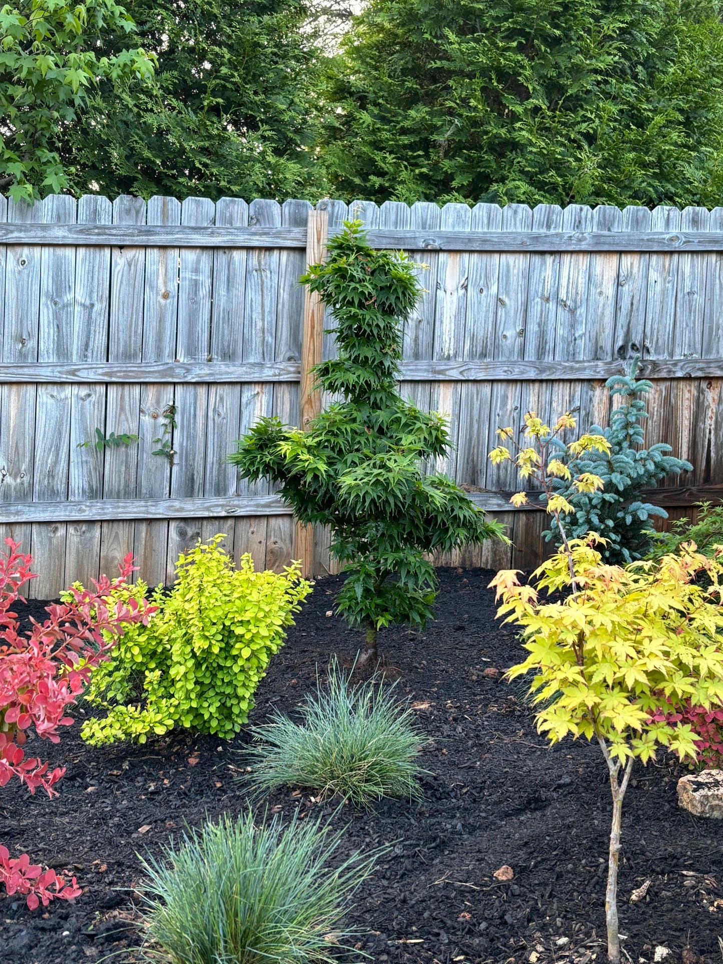 Acer Palmatum 'Mikawa Yatsubusa'
