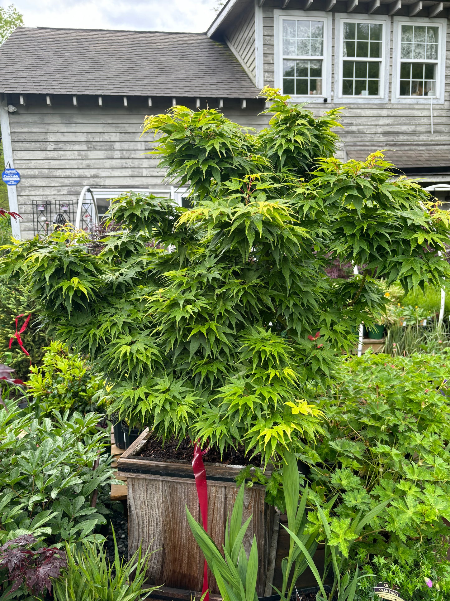 Acer Palmatum 'Mikawa Yatsubusa'