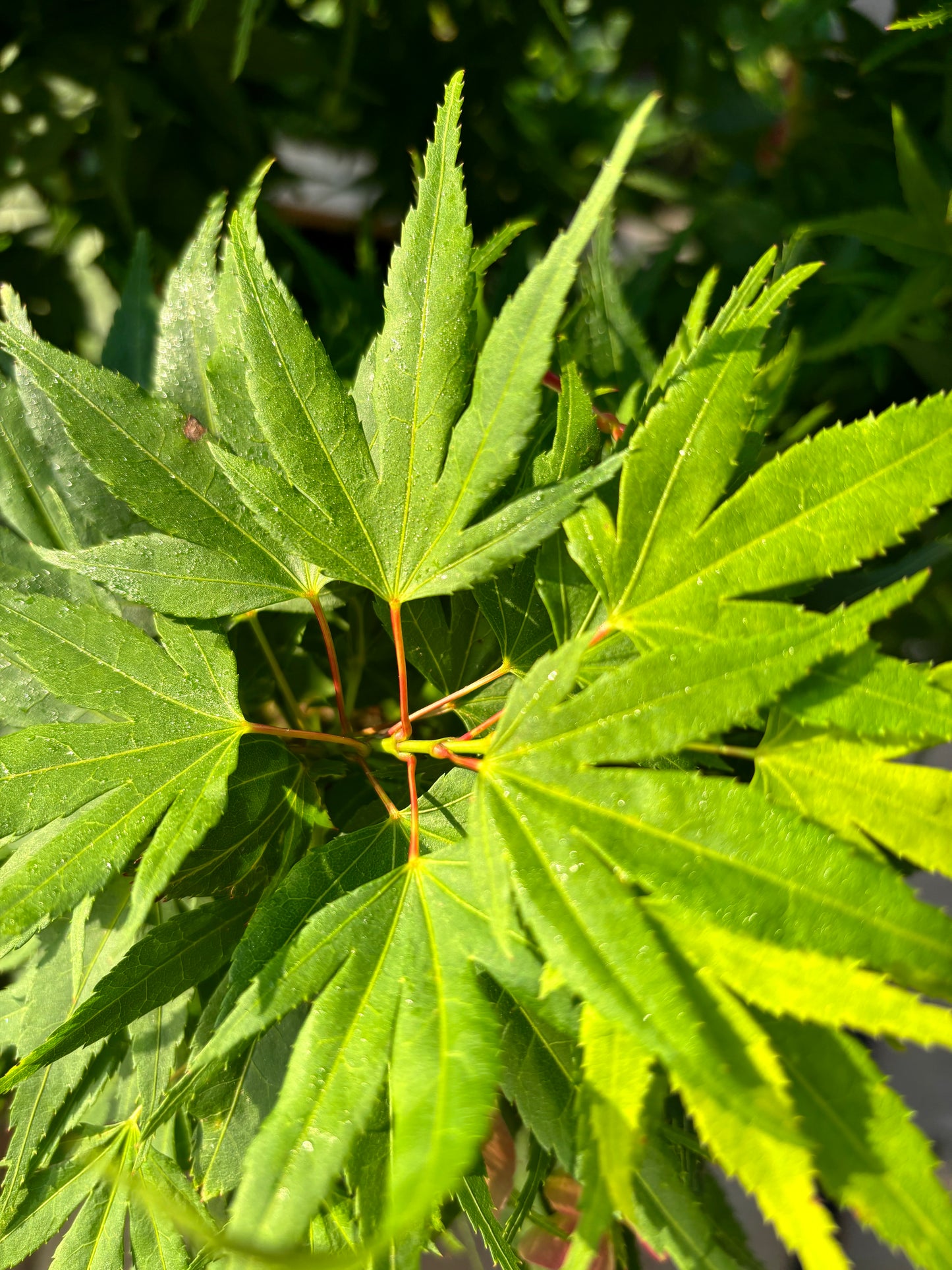 Acer Palmatum 'Mikawa Yatsubusa'