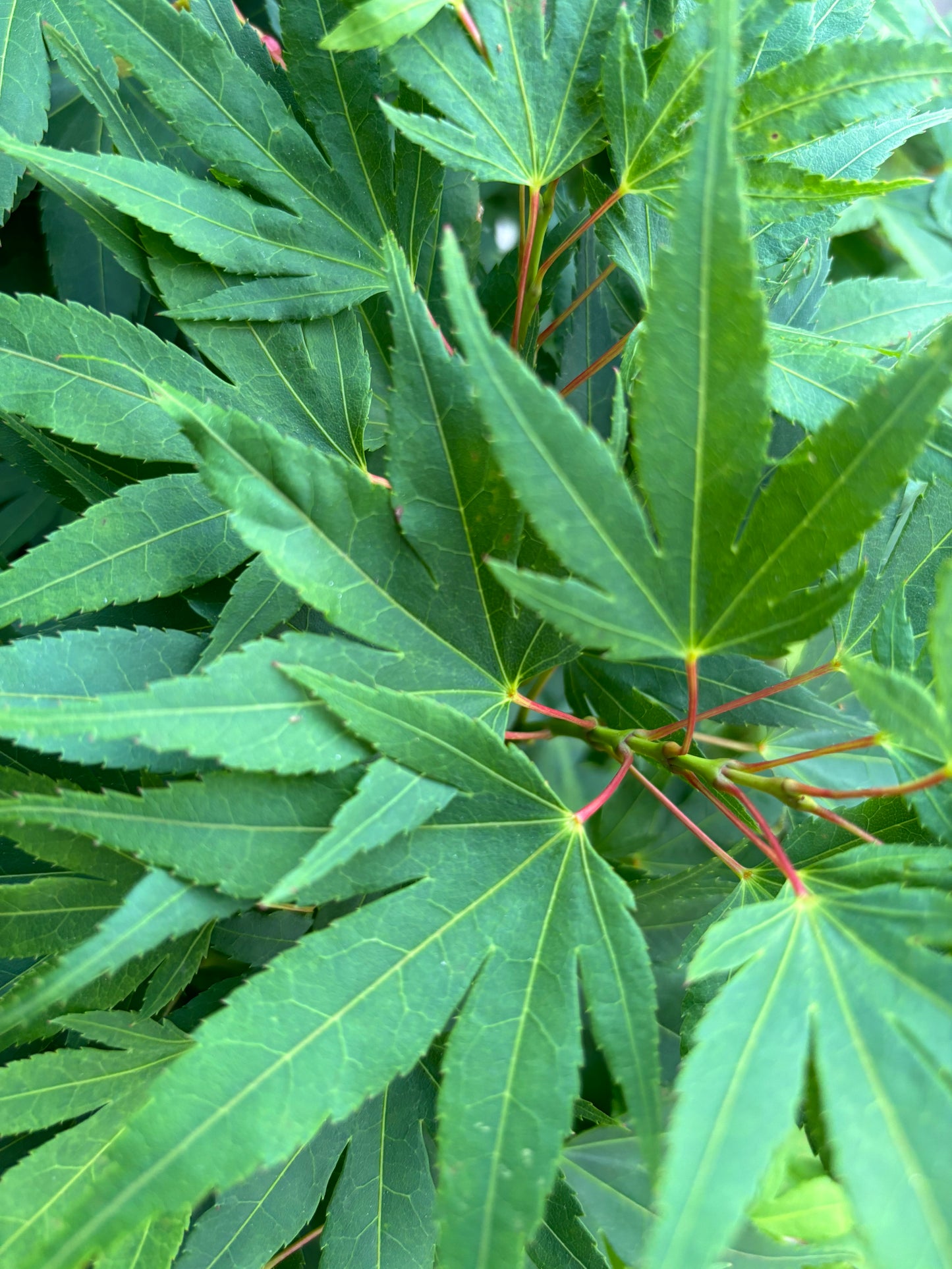 Acer Palmatum 'Mikawa Yatsubusa'