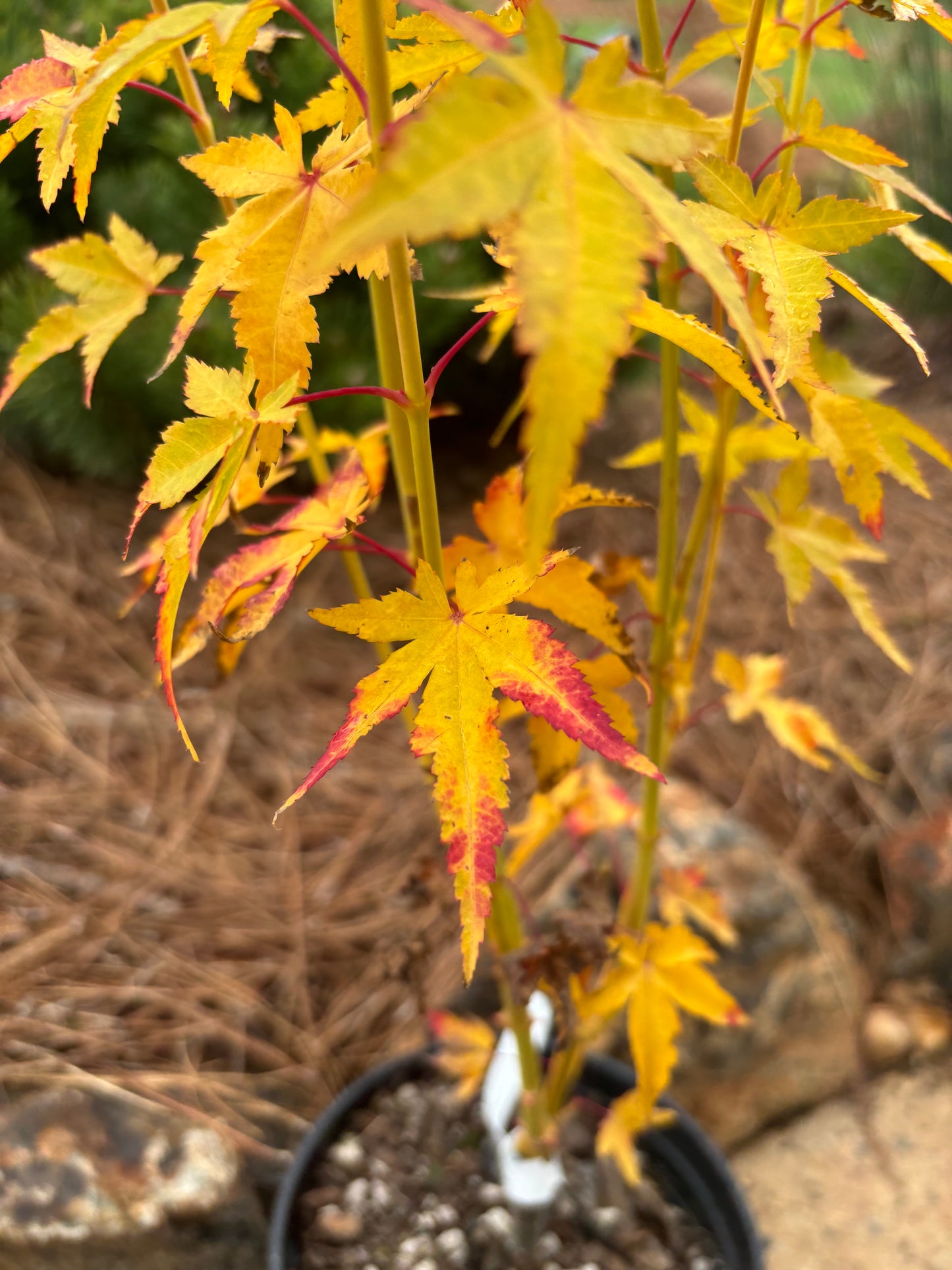 Acer palmatum 'Bihou'