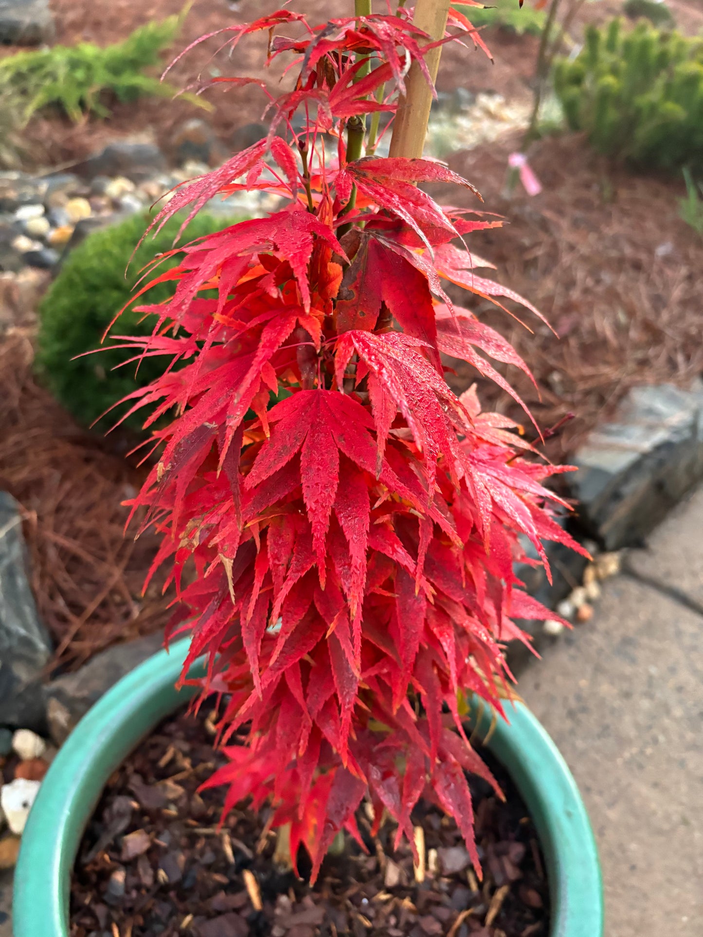 Acer Palmatum 'Mikawa Yatsubusa'