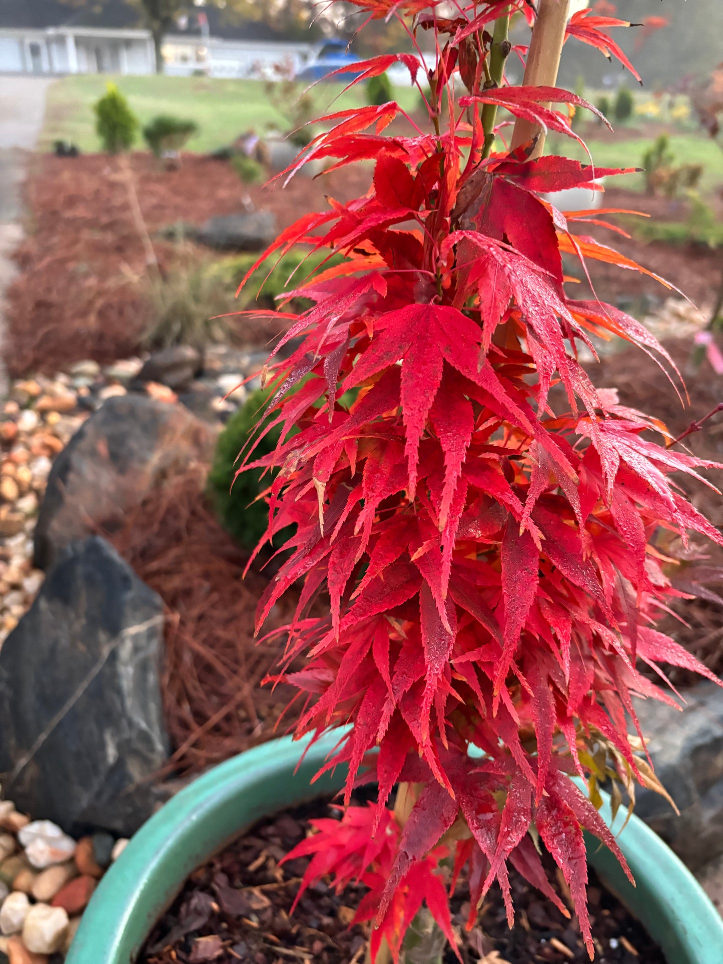 Acer Palmatum 'Mikawa Yatsubusa'