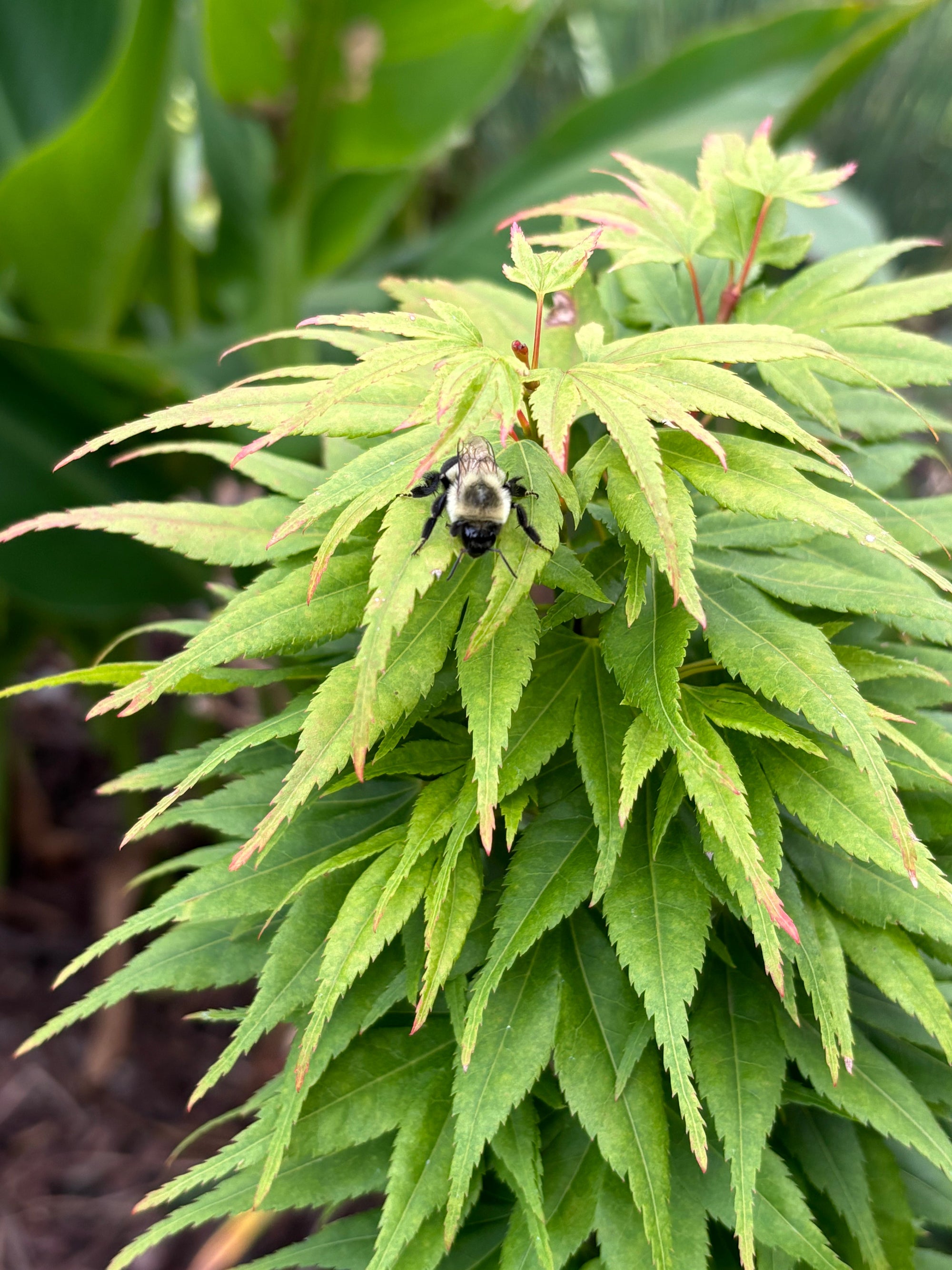 Japanese Maples