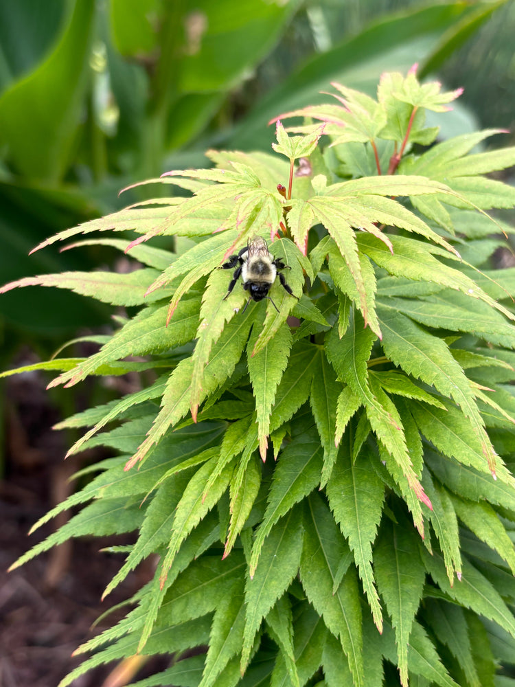 Japanese Maples