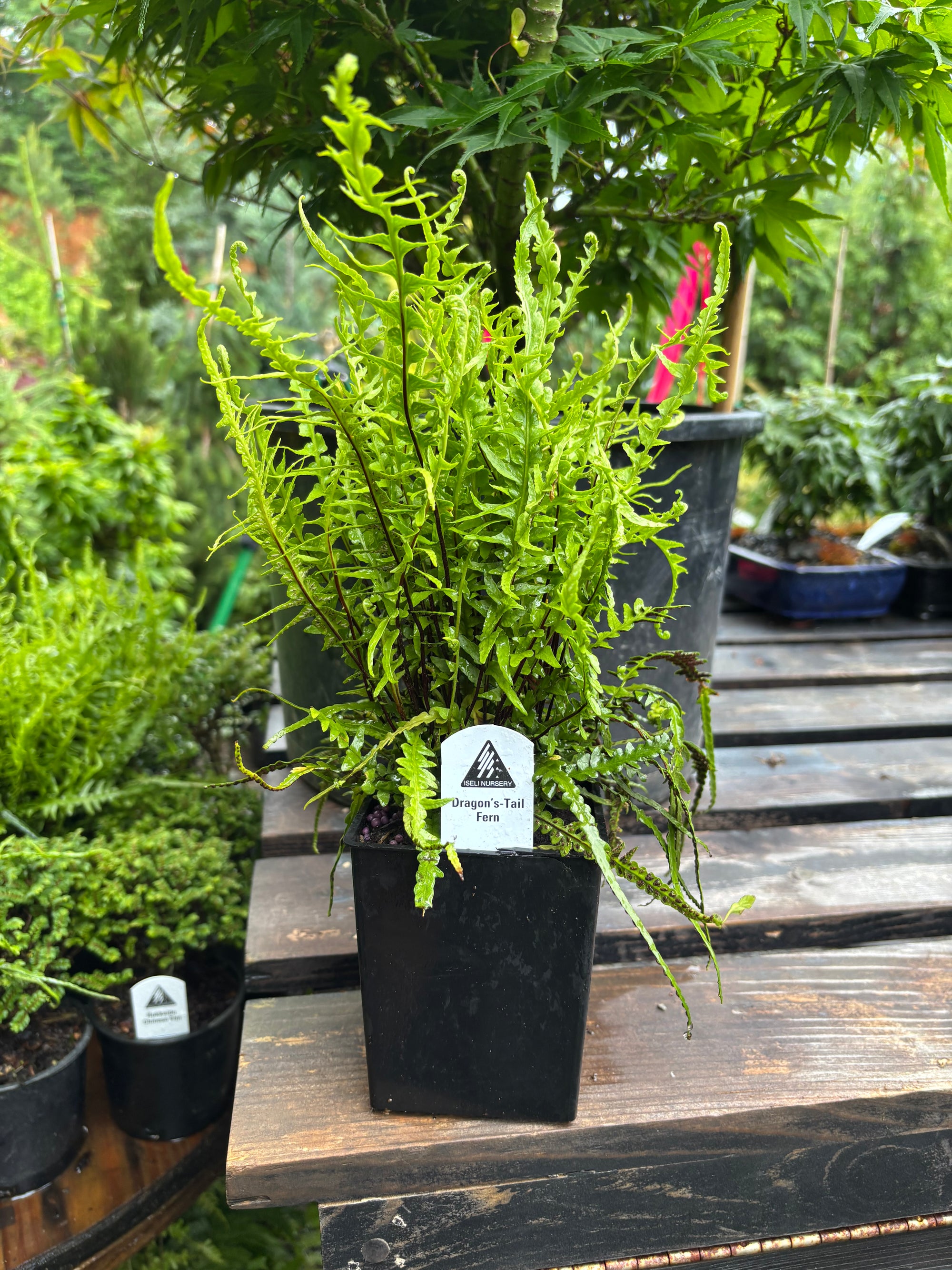 Premium Ferns & Grasses