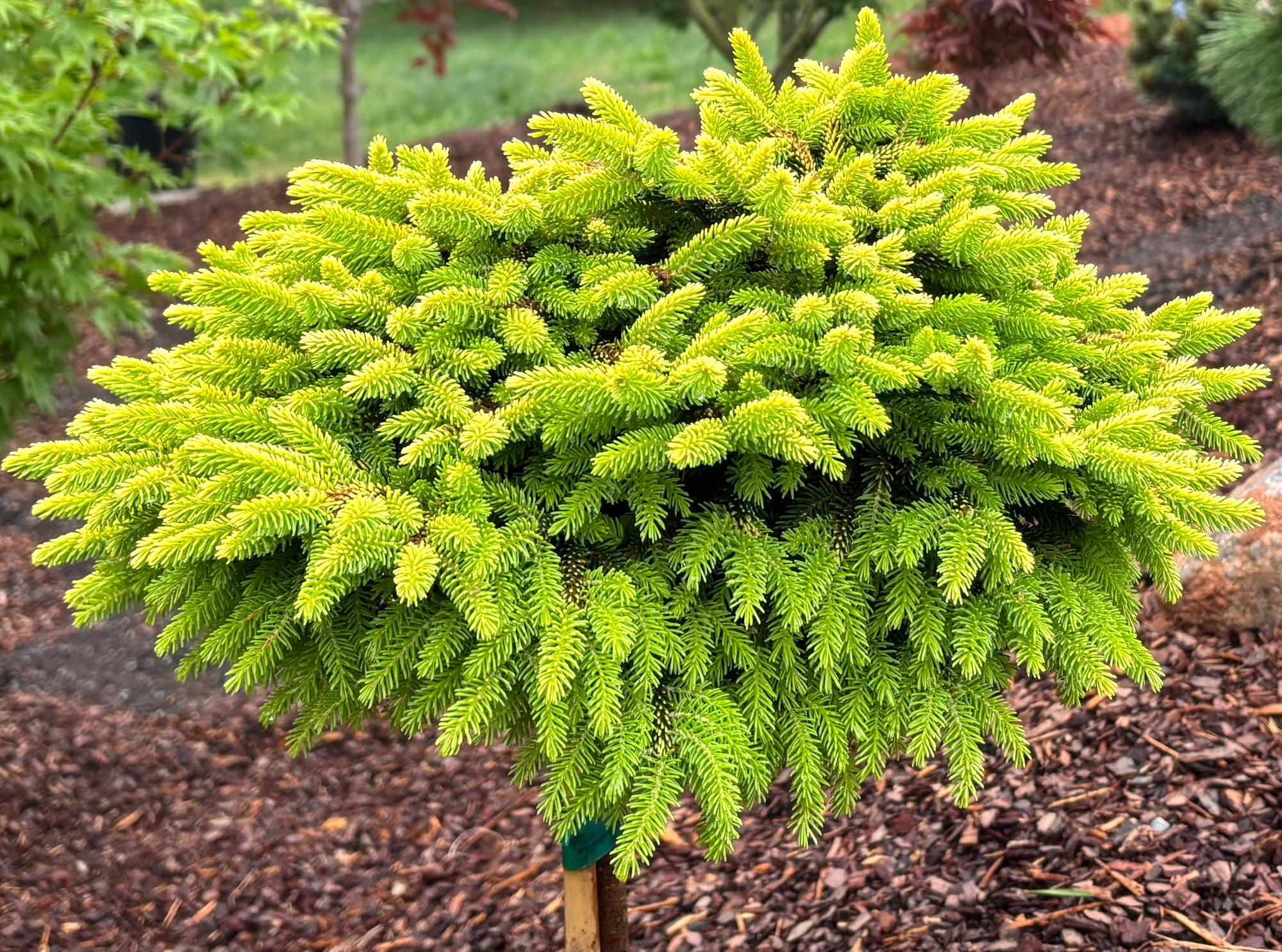 Spruce