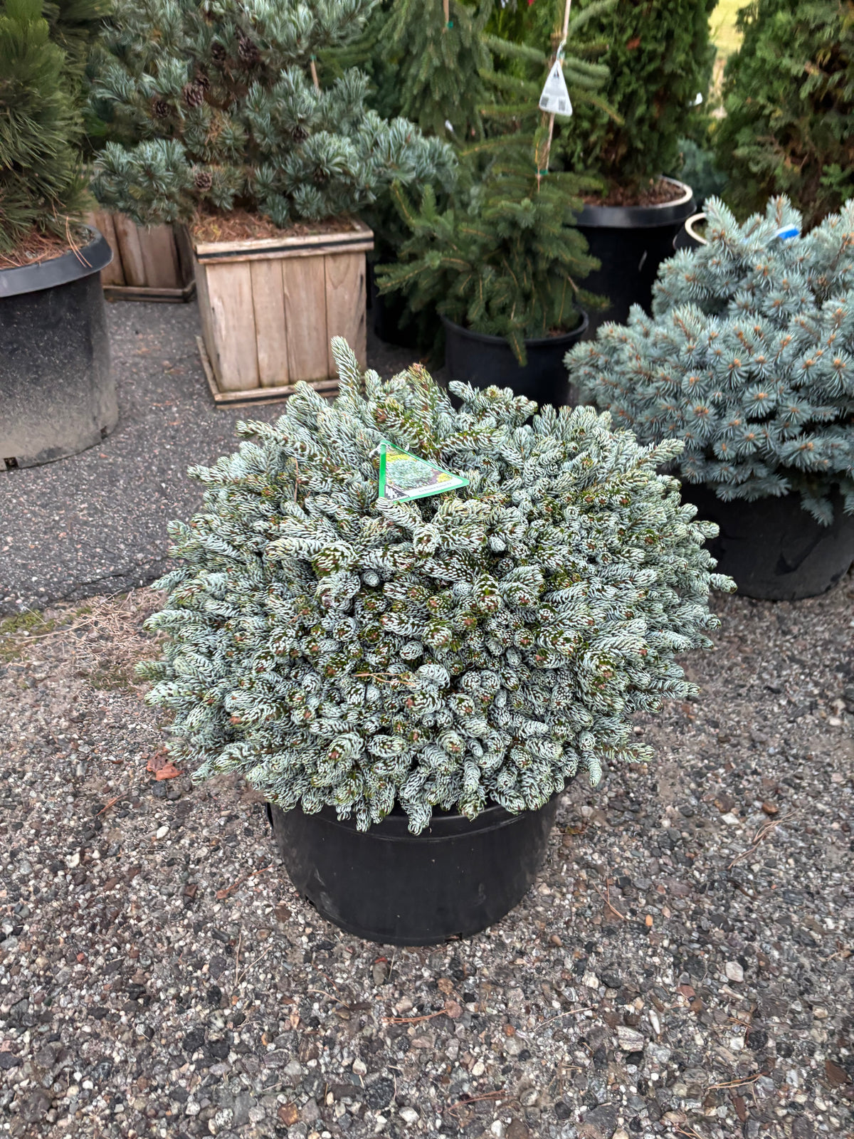 Specimen Conifers