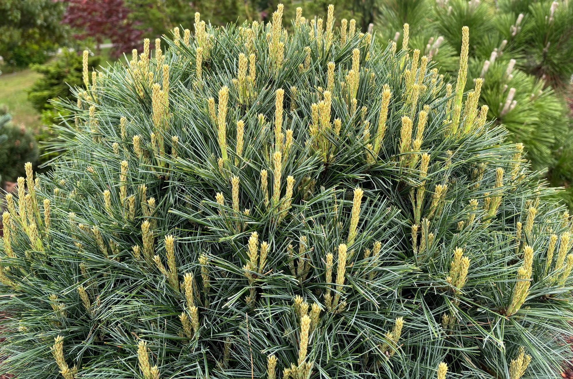 Pine