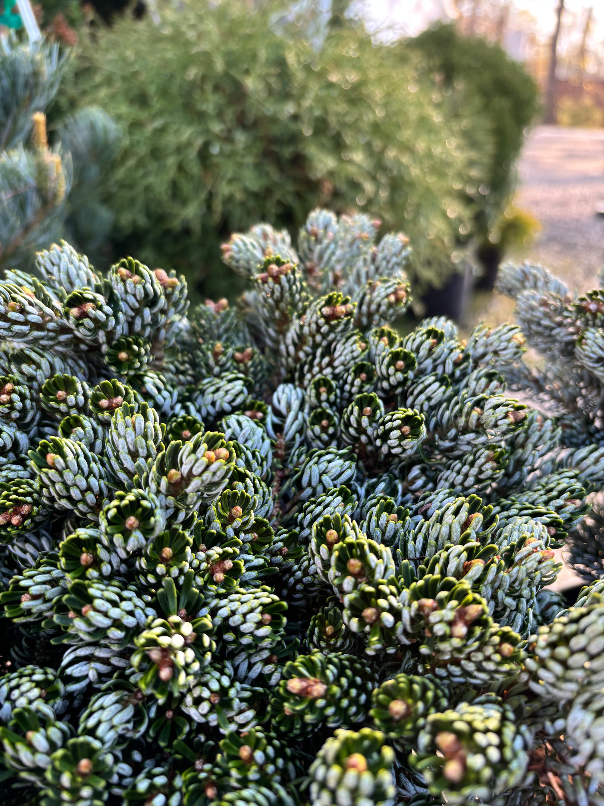 Fir