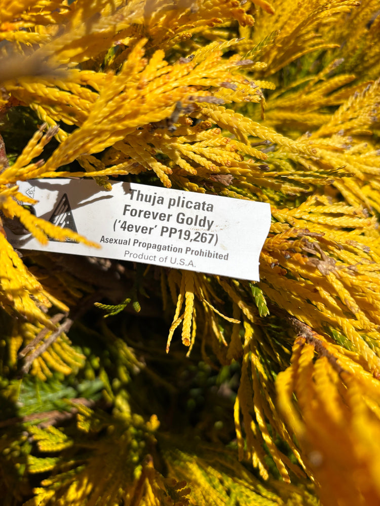 Conifers